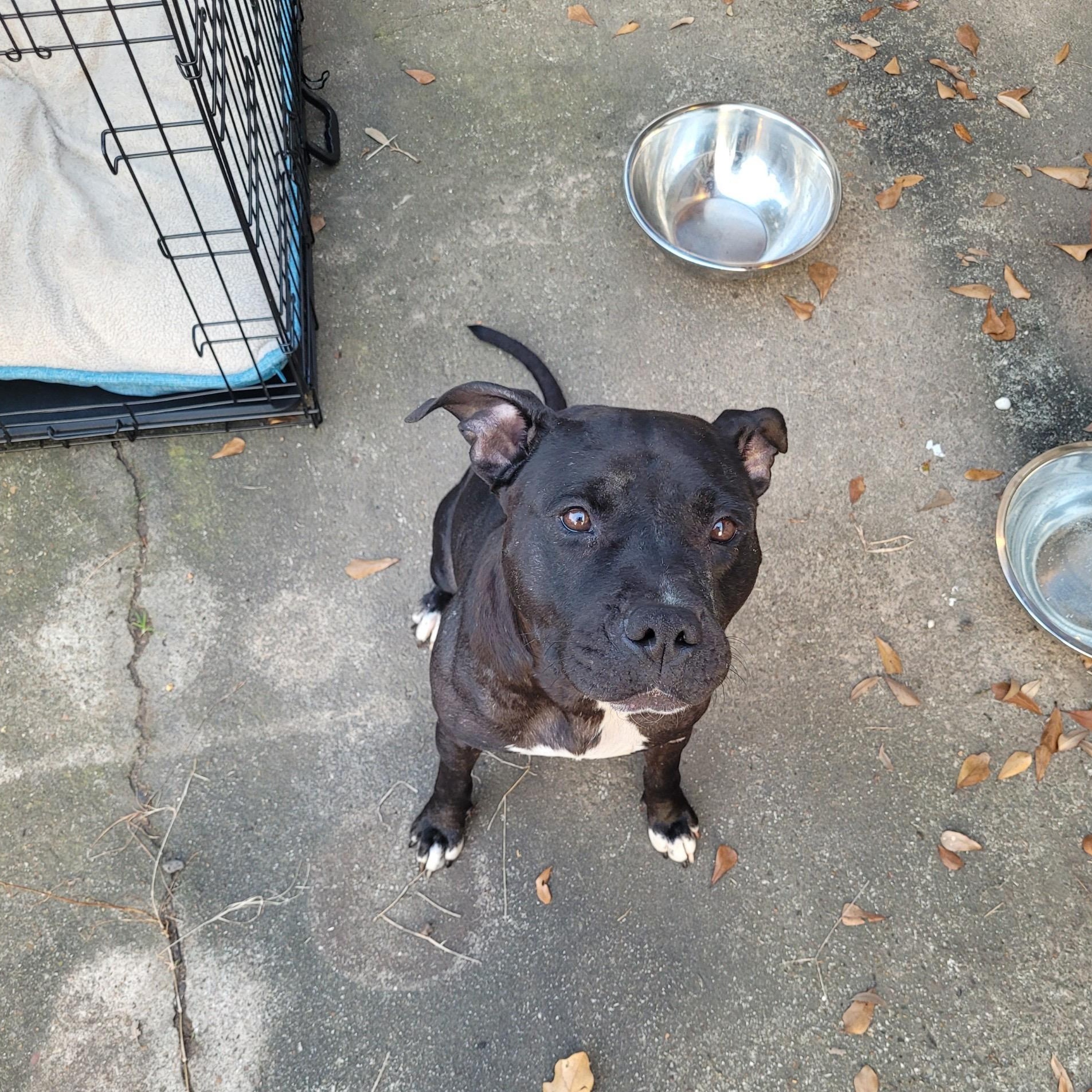 Enlarge Jenny Lewis, a ADOPTABLE mixed breed in Houston, TX image 2/3