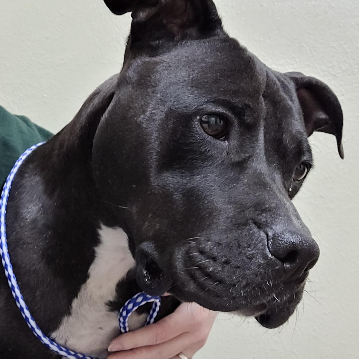 Jenny Lewis, ADOPTABLE, Young Female Pit Bull Terrier.