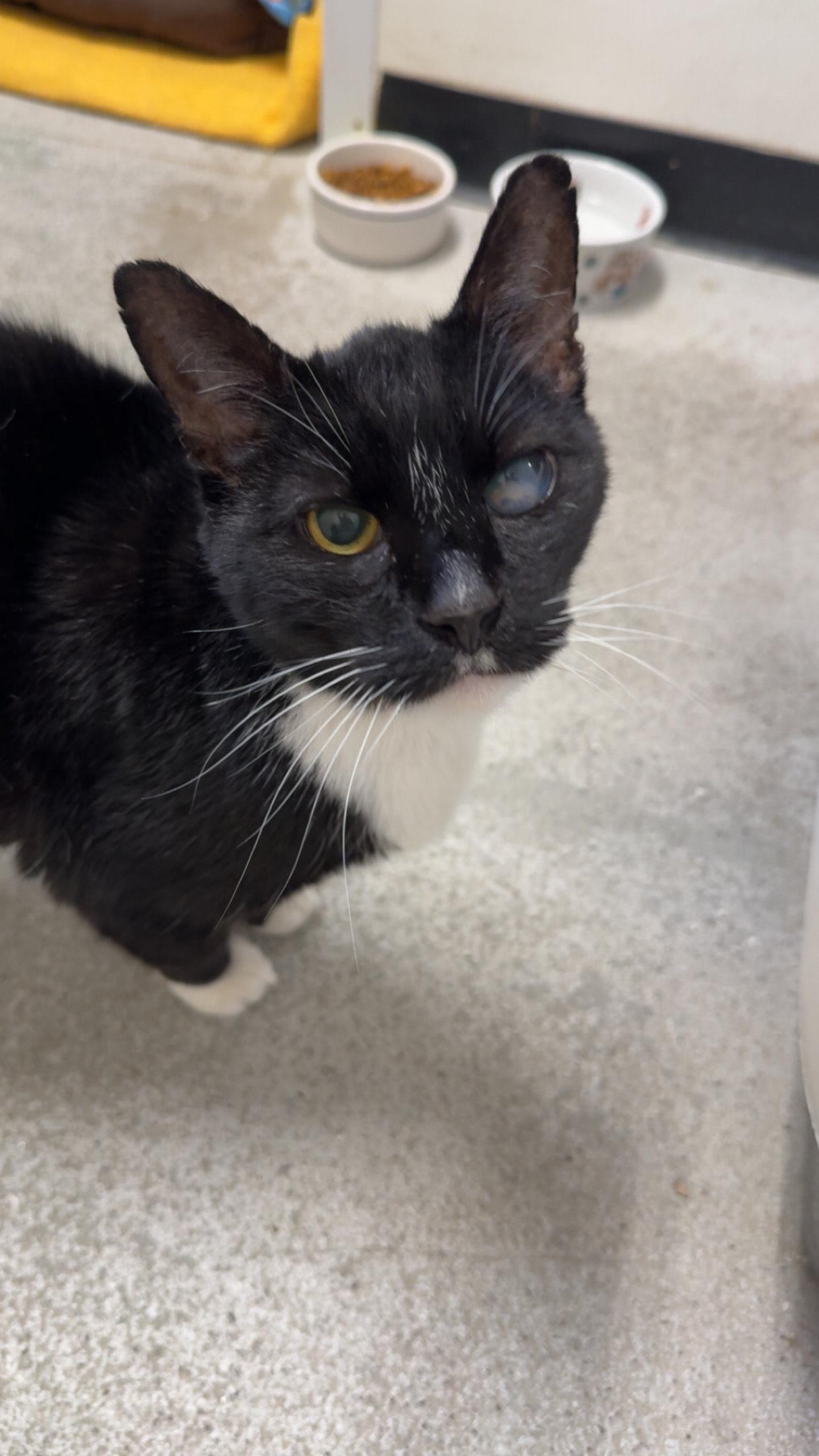 Whiskers, ADOPTABLE, Senior Male Domestic Short Hair.