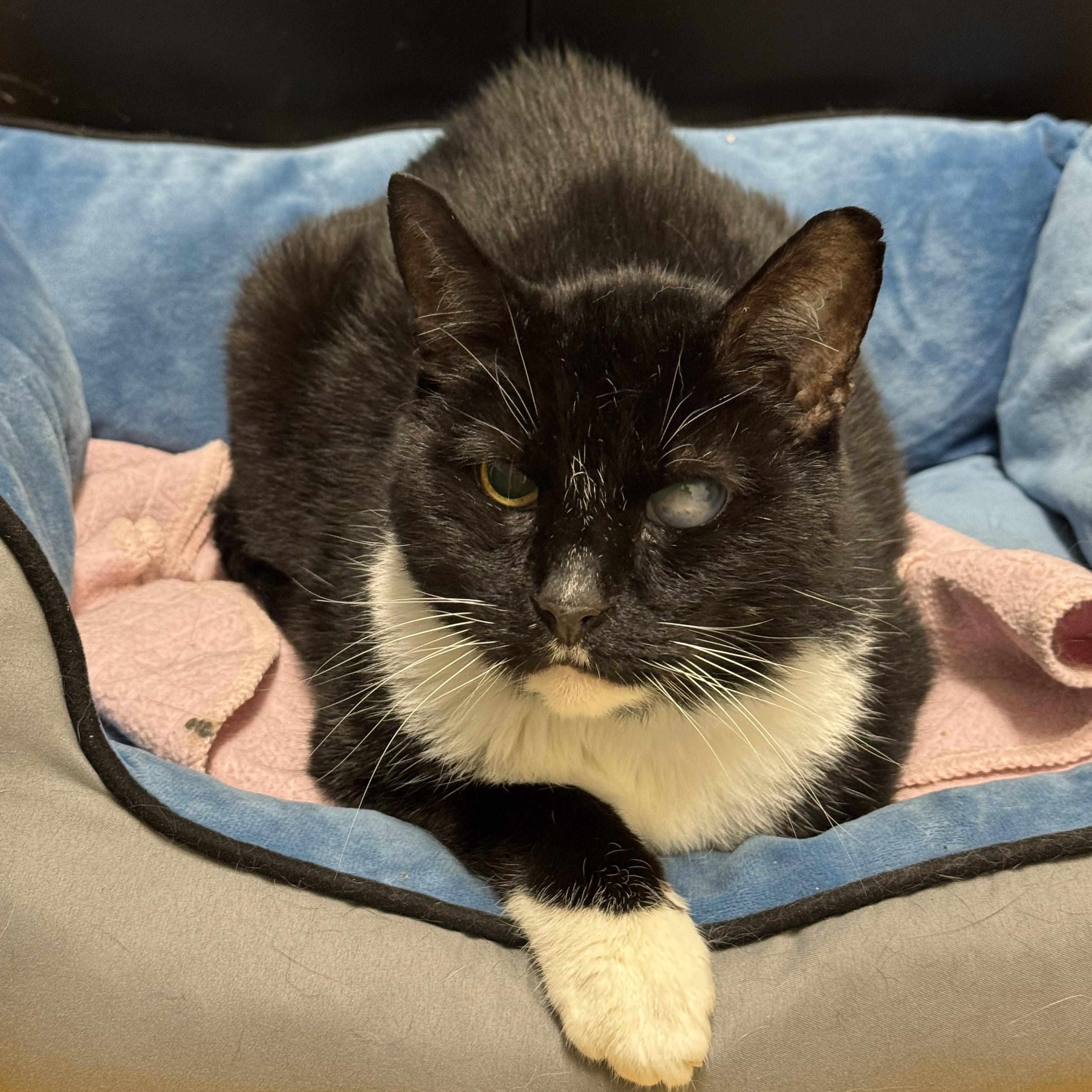 Enlarge Whiskers, a ADOPTABLE Domestic Short Hair in Athol, MA image 2/2