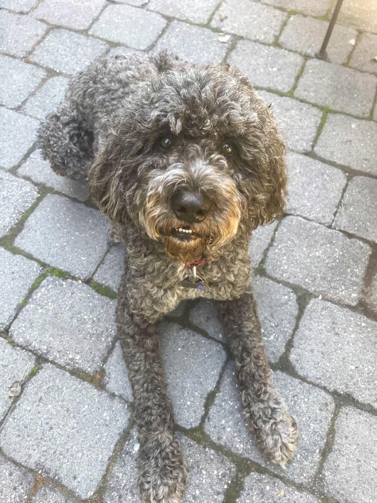Joey, Adoptable, Adult Male Portuguese Water Dog.
