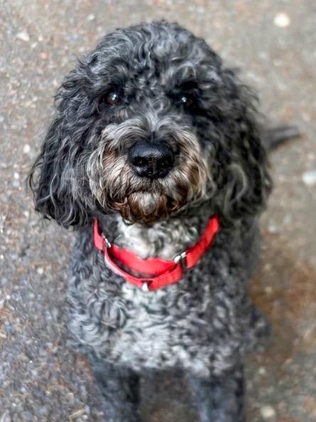 Enlarge Joey, a Adoptable Portuguese Water Dog in Vashon, WA image 2/2