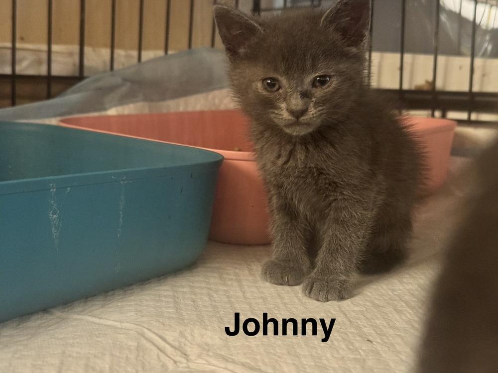 Enlarge Johnny Cash, a Adoptable mixed breed in Plumerville, AR image 1/1
