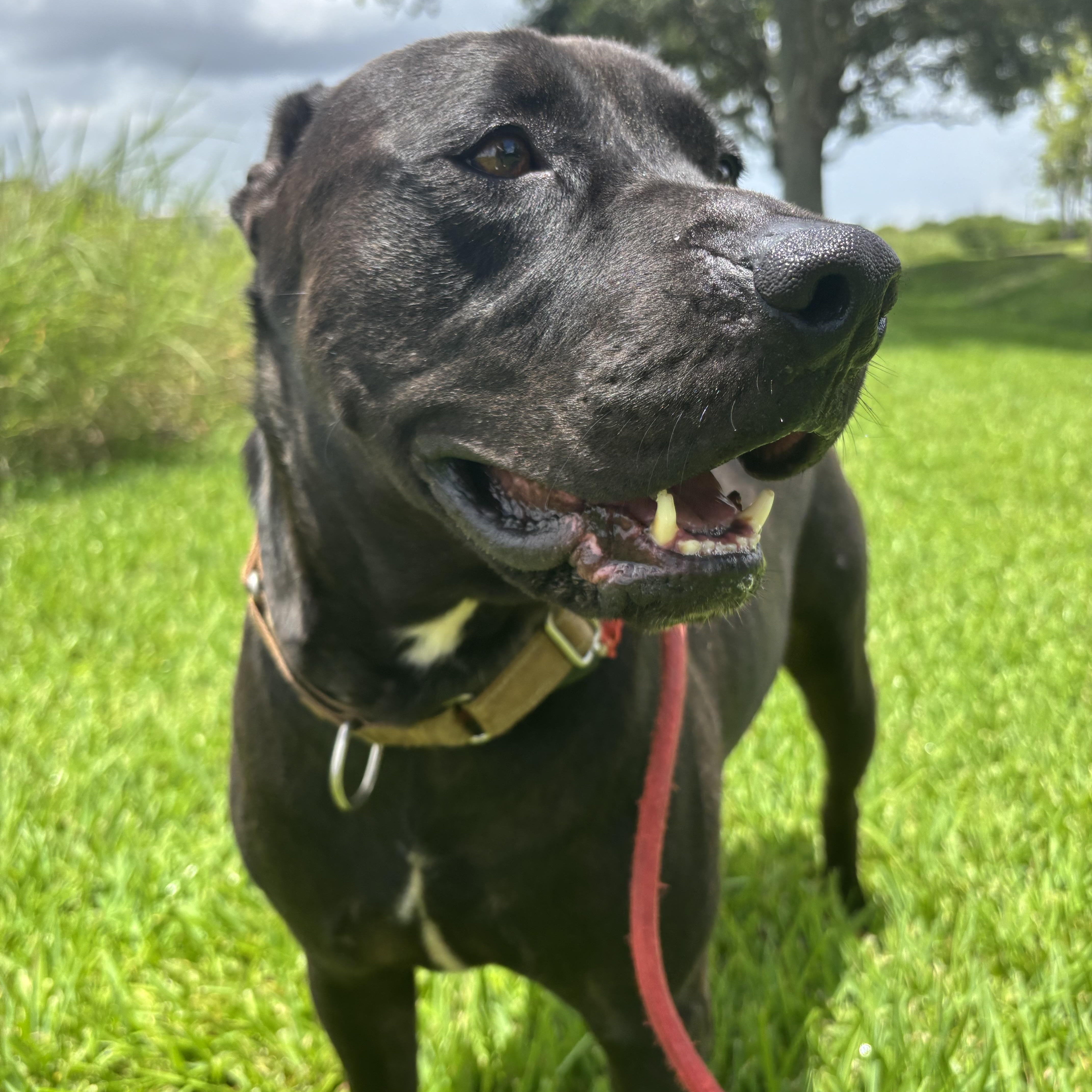 Enlarge Ash, a Adoptable mixed breed in Pearland, TX image 5/5
