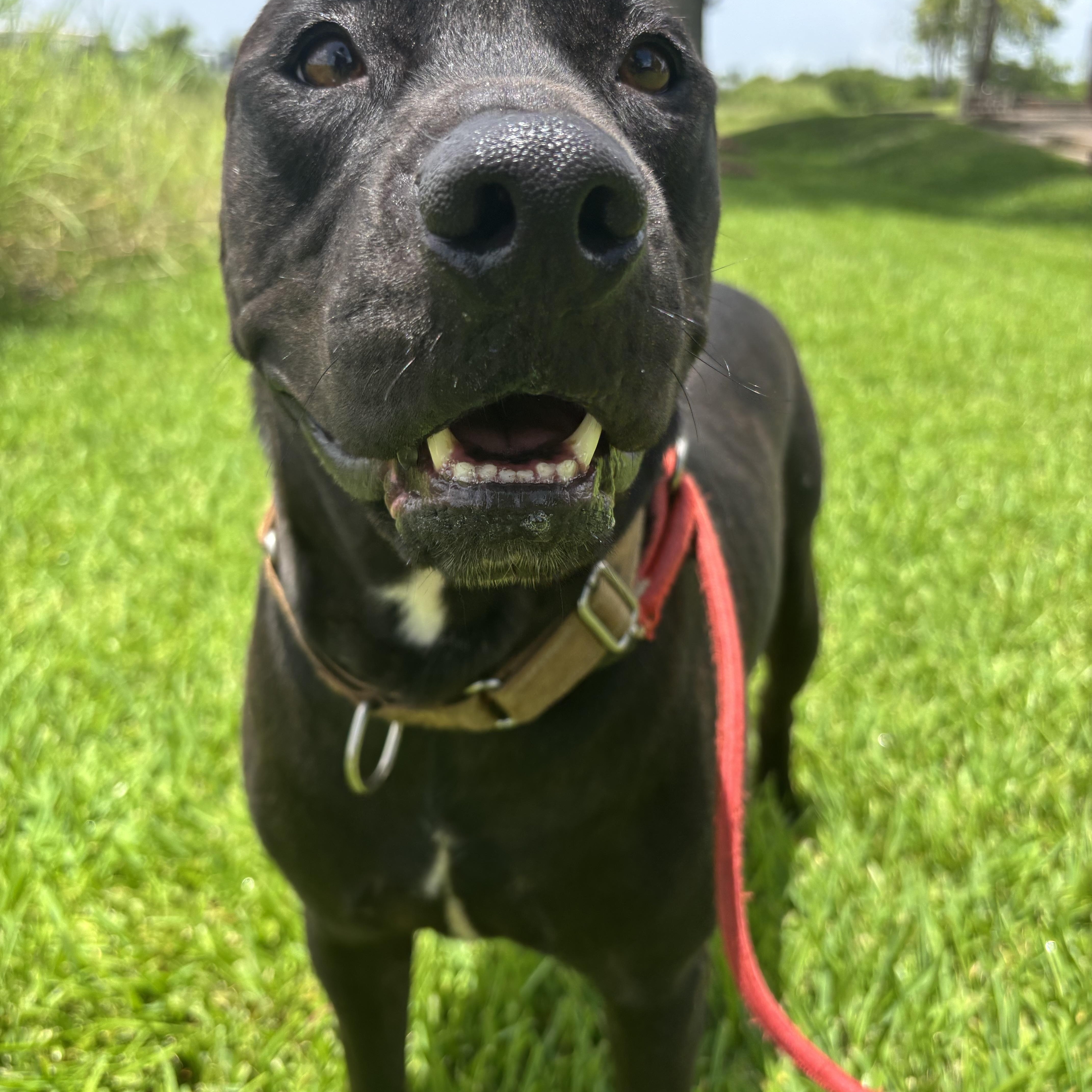 Enlarge Ash, a Adoptable mixed breed in Pearland, TX image 3/5