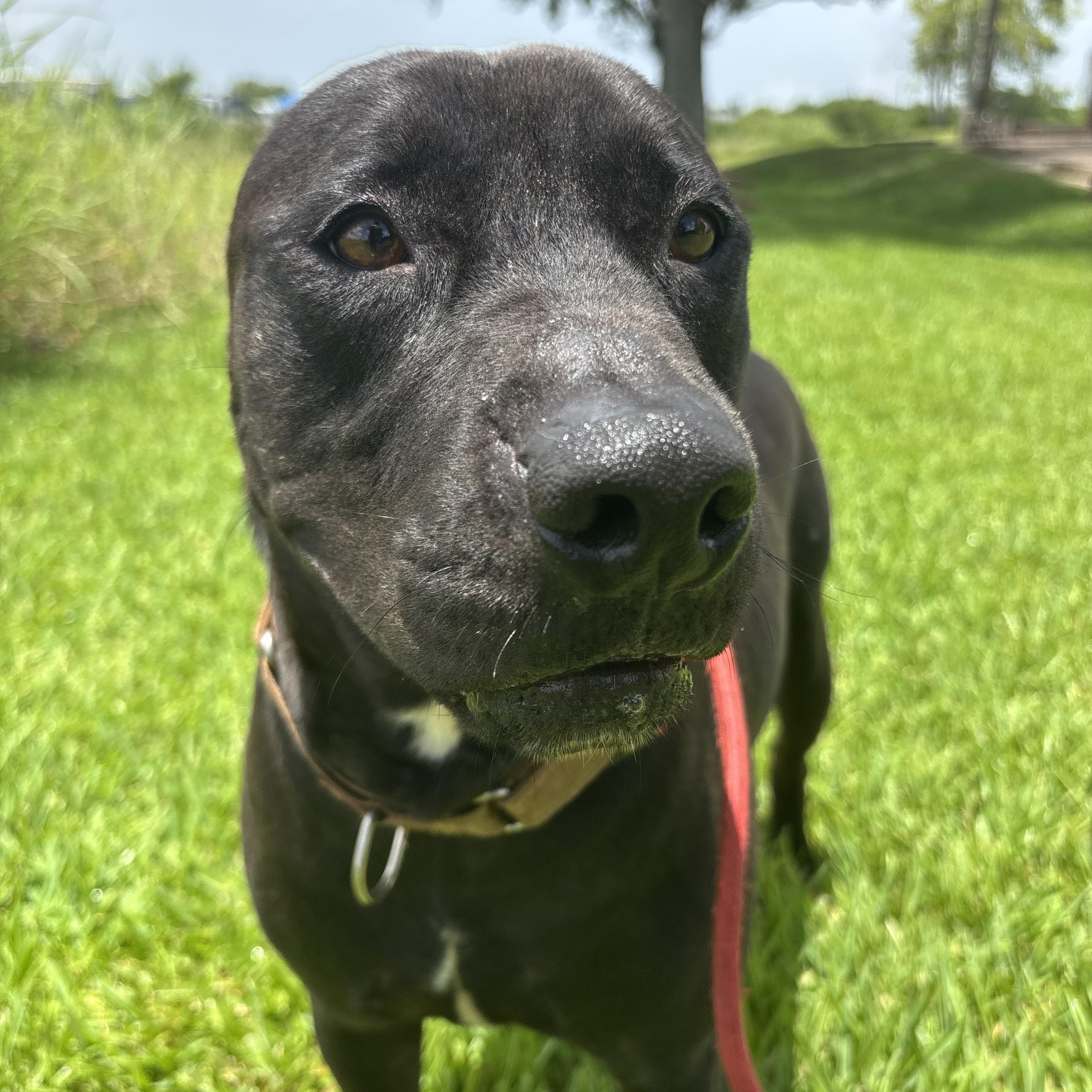 Ash, Adoptable, Young Male Pit Bull Terrier.