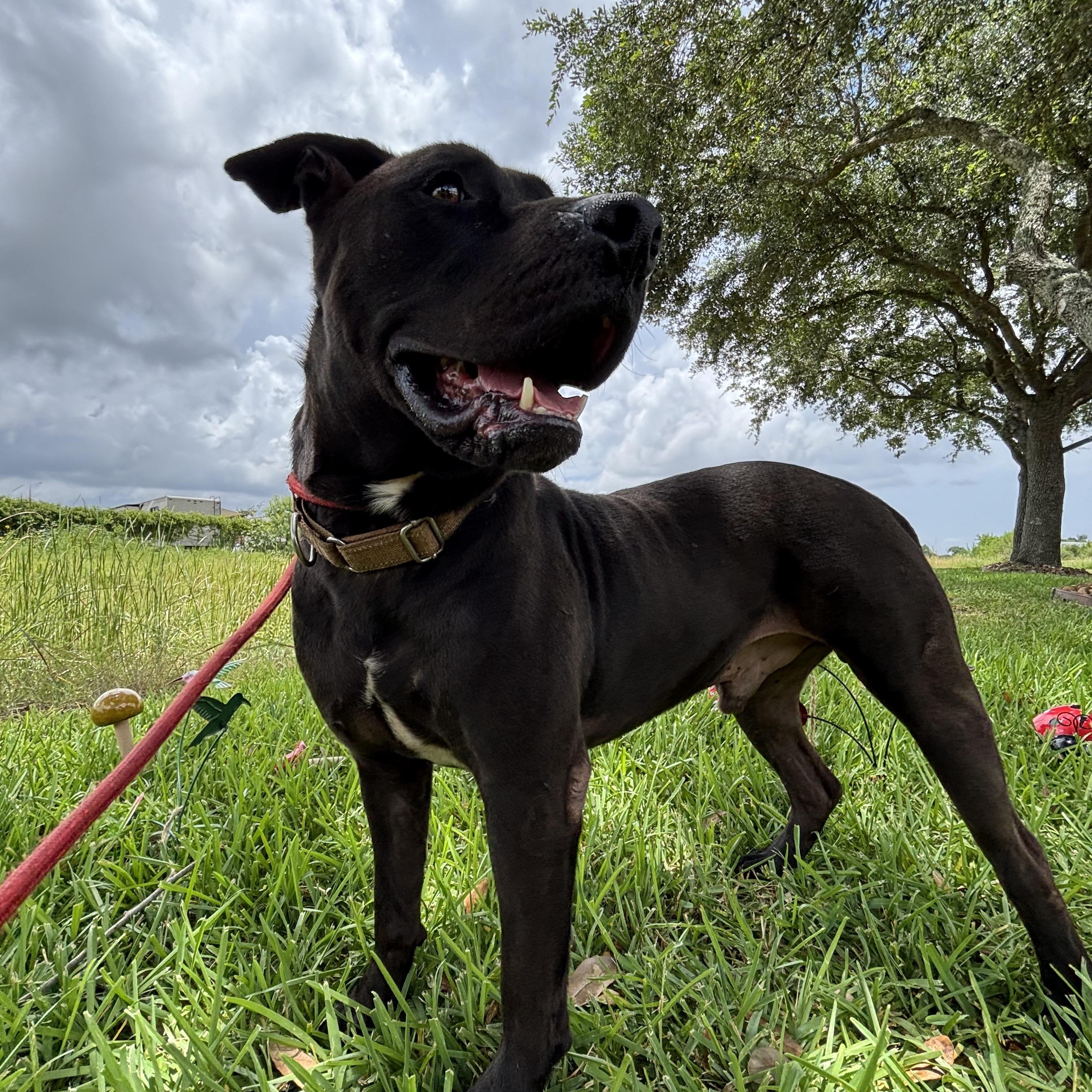 Enlarge Ash, a Adoptable mixed breed in Pearland, TX image 4/5