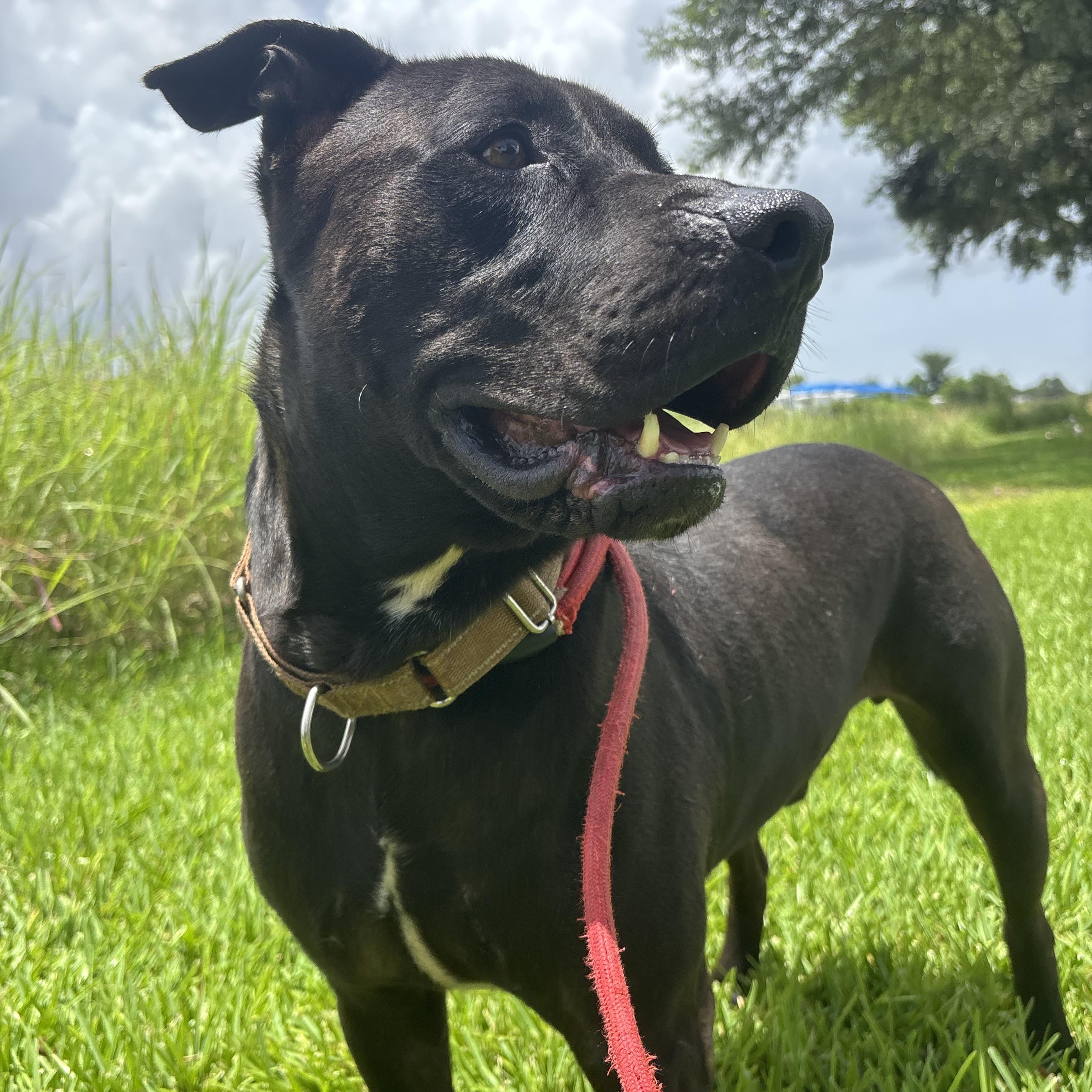Enlarge Ash, a Adoptable mixed breed in Pearland, TX image 2/5