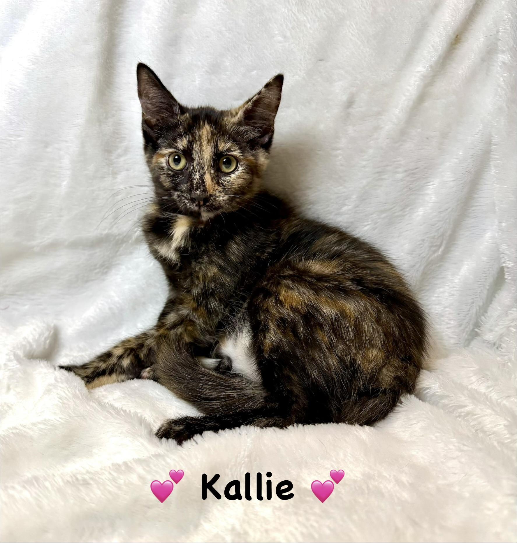 Kallie, ADOPTABLE, Kitten Female Tortoiseshell.