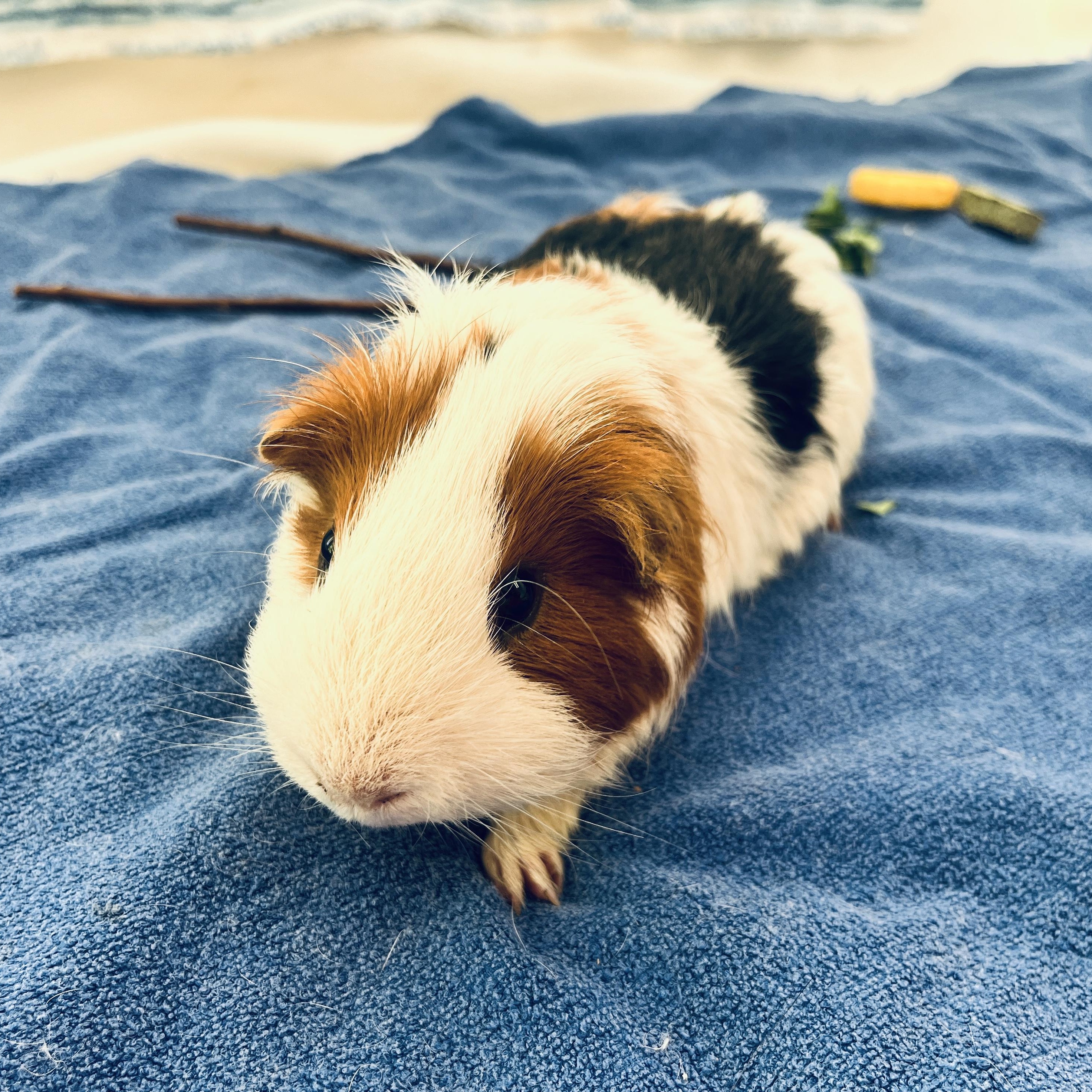 Gill, ADOPTABLE, Adult Male Abyssinian.