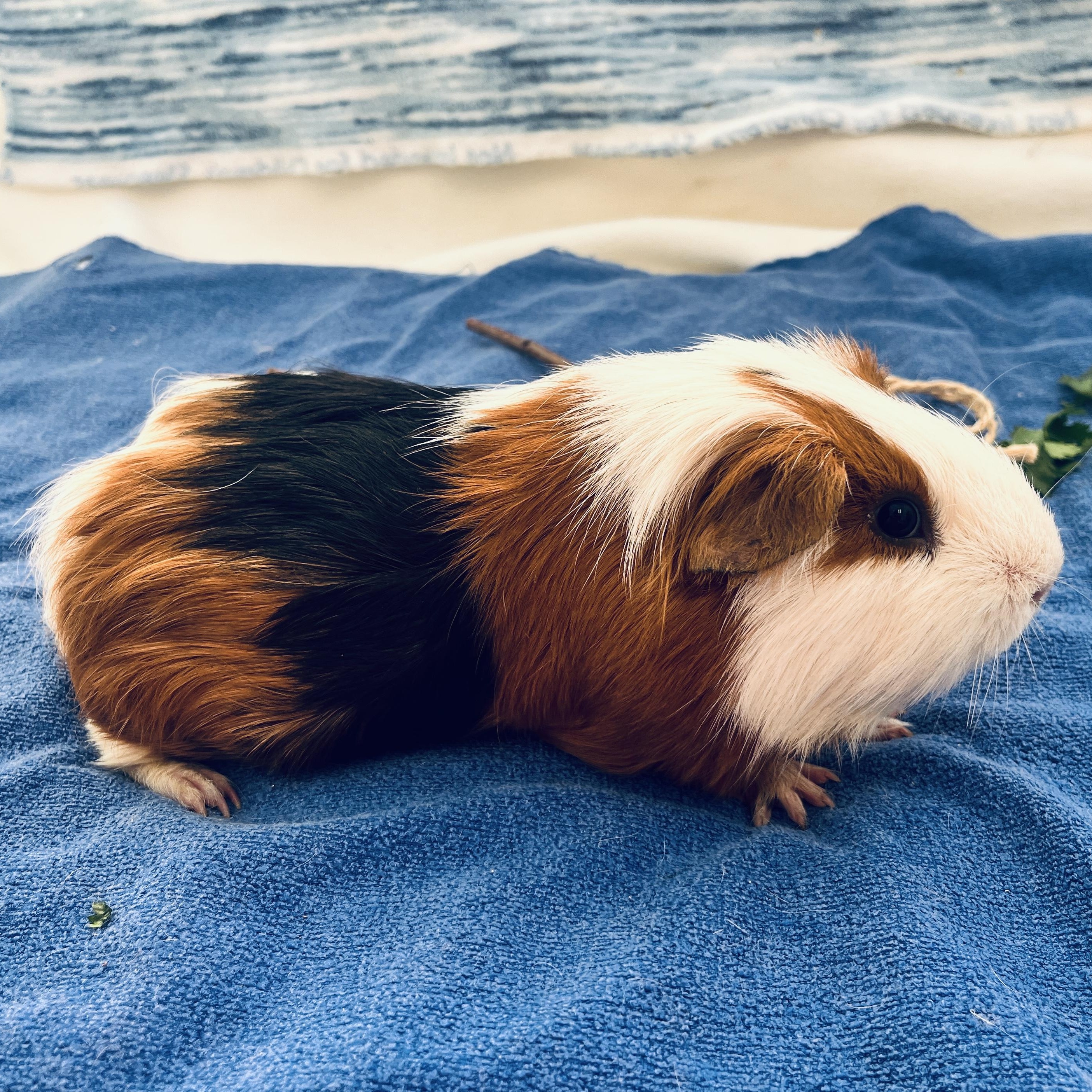 Enlarge Gill, a ADOPTABLE Abyssinian in Oakland, CA image 6/6