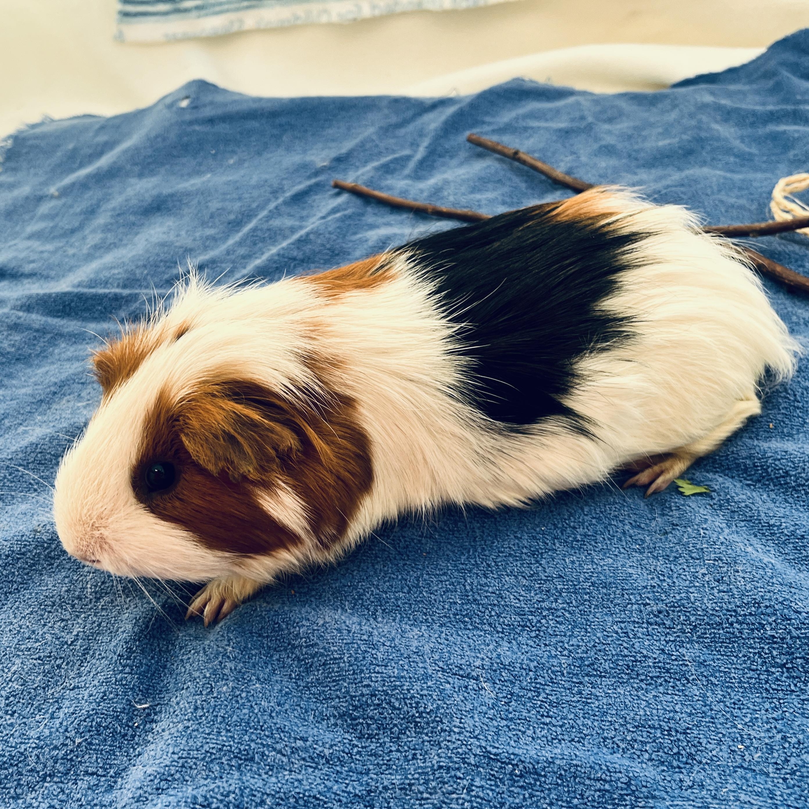 Enlarge Gill, a ADOPTABLE Abyssinian in Oakland, CA image 2/6