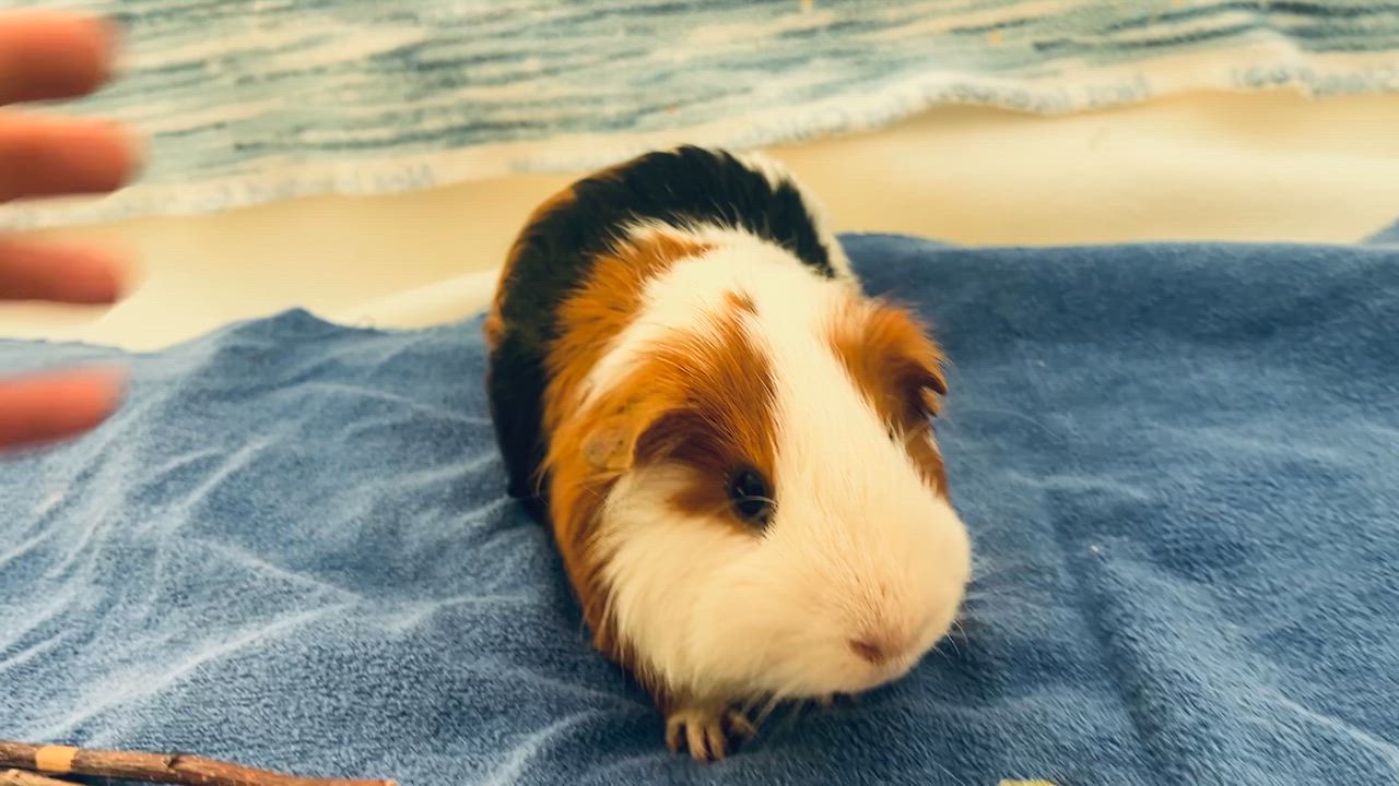 Enlarge Gill, a ADOPTABLE Abyssinian in Oakland, CA video 4/6