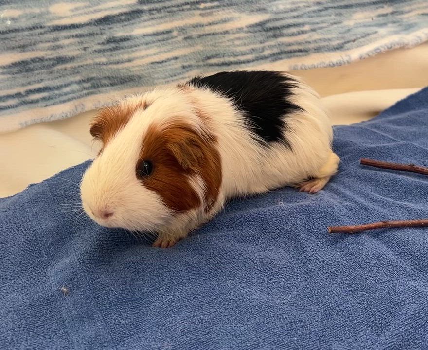 Enlarge Gill, a ADOPTABLE Abyssinian in Oakland, CA video 5/6