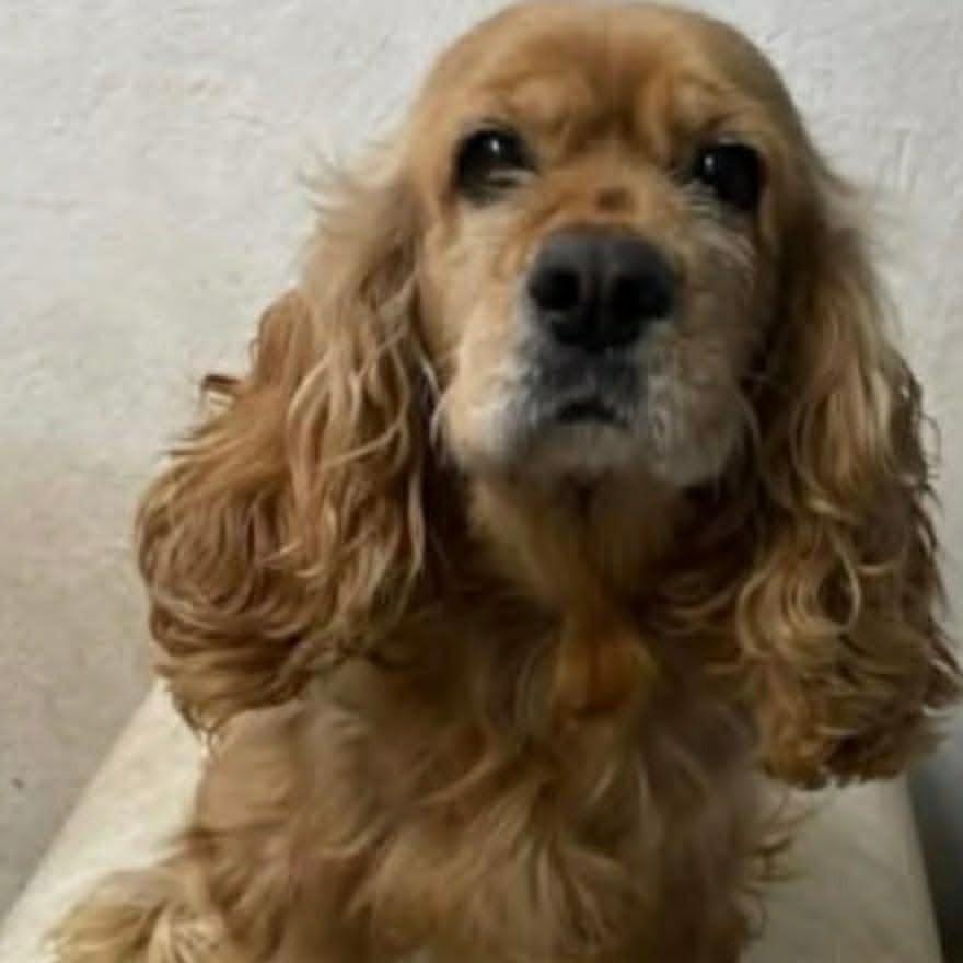 Marla, a Adoptable mixed breed in Alma, WI image 4/6