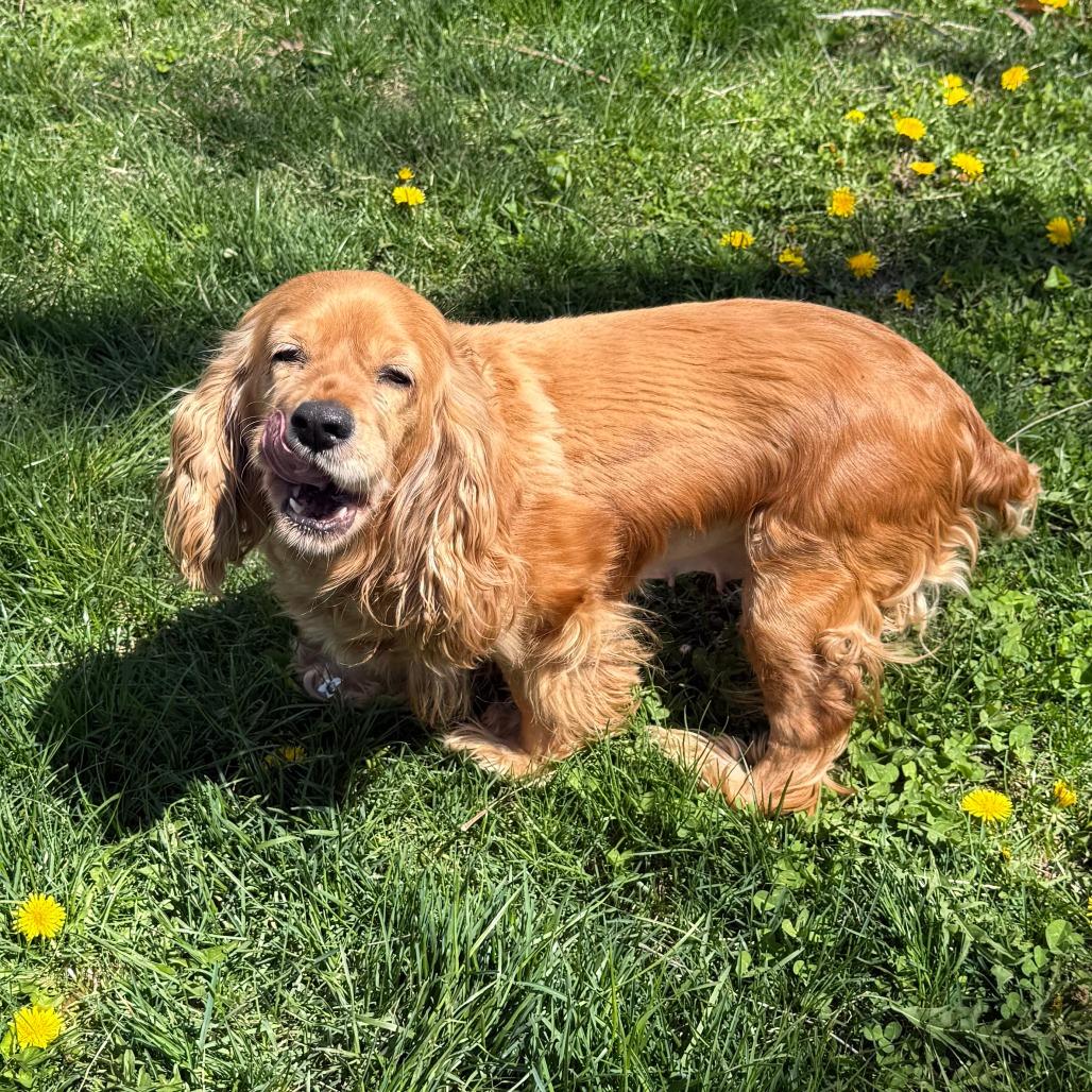 Marla, a Adoptable mixed breed in Alma, WI image 6/6