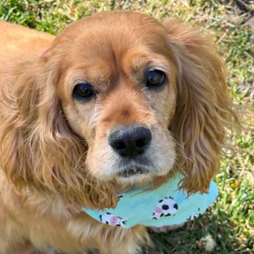 Marla, Adoptable, Senior Female Cocker Spaniel & Mixed Breed.