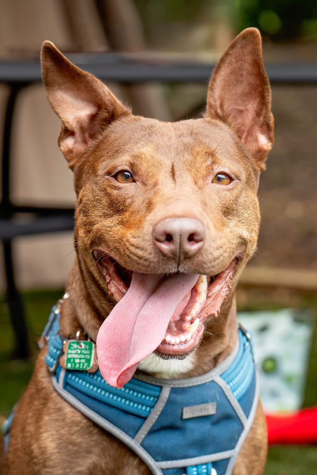 Enlarge Day Day, a Adoptable mixed breed in Holly Springs, NC image 1/3