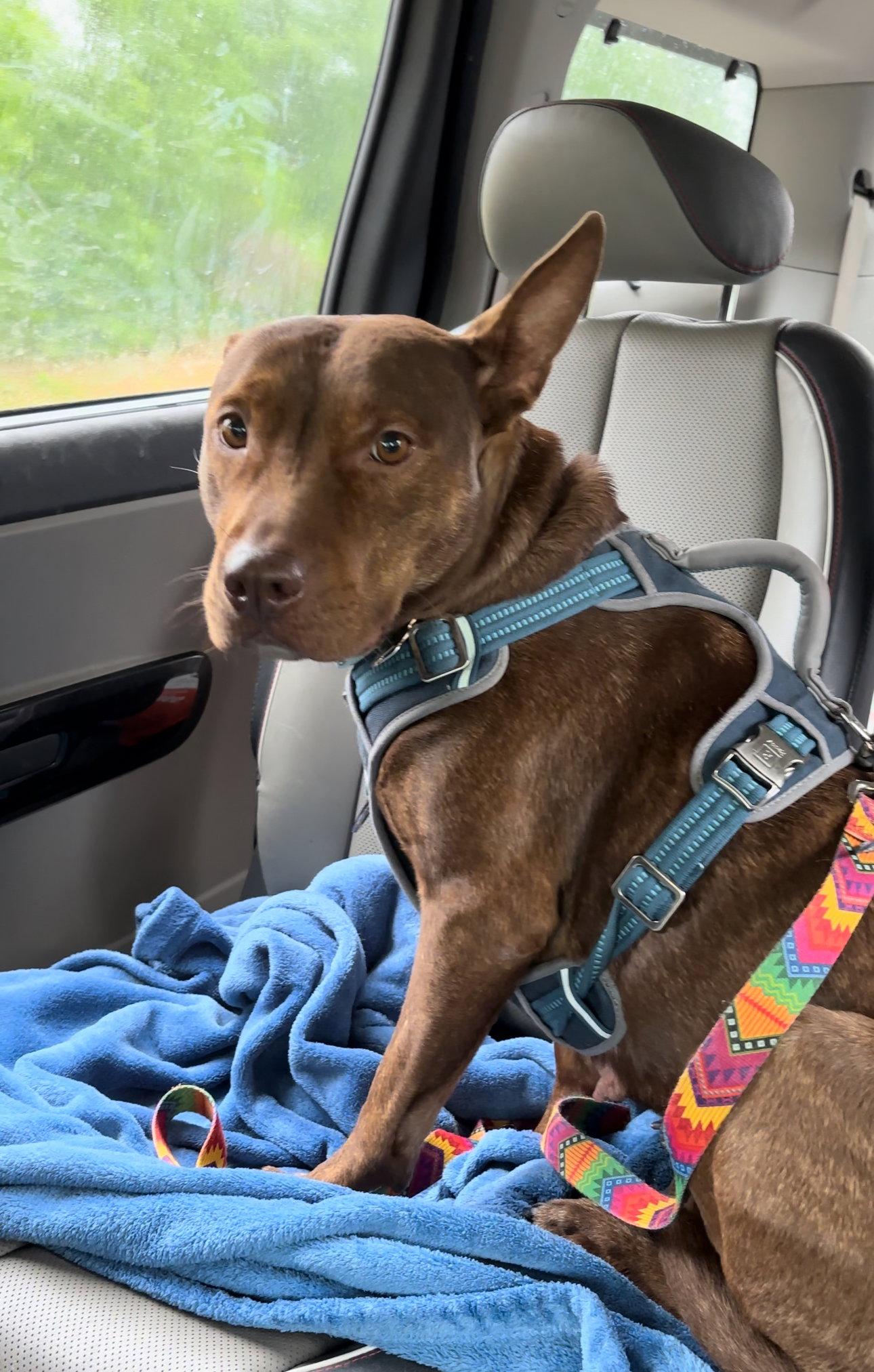 Enlarge Day Day, a Adoptable mixed breed in Holly Springs, NC image 2/3