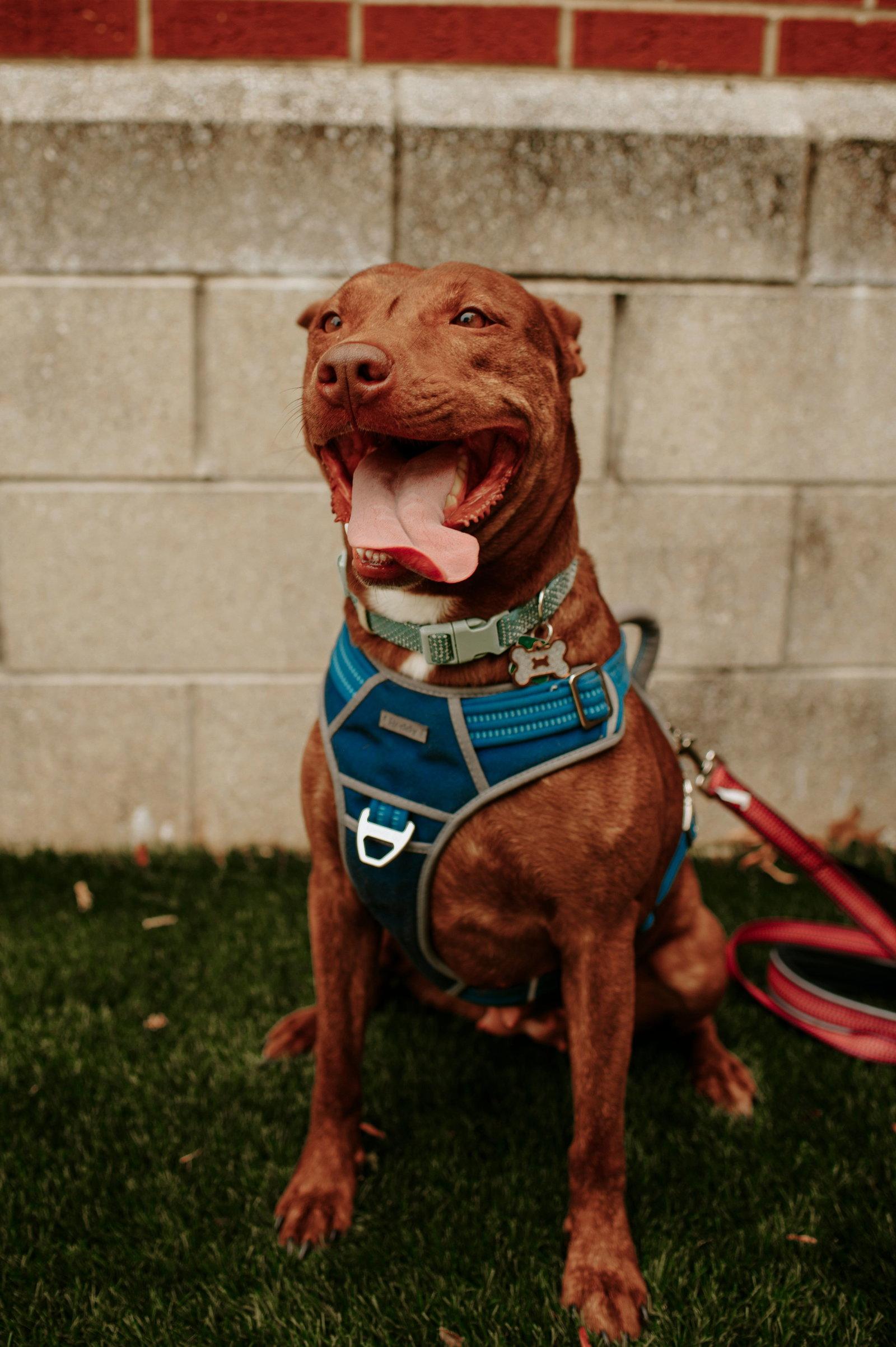 Enlarge Day Day, a Adoptable mixed breed in Holly Springs, NC image 3/3