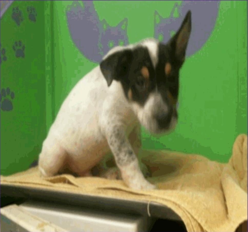 Houston, Adoptable, Puppy Male Australian Cattle Dog / Blue Heeler.