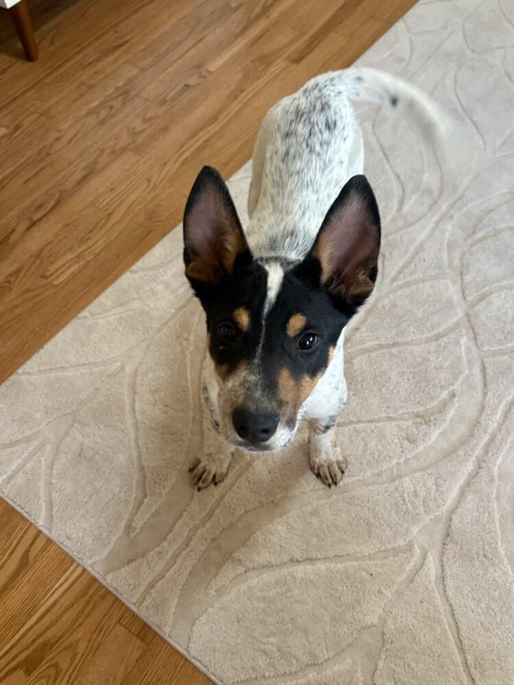 Houston, Adoptable, Puppy Male Australian Cattle Dog / Blue Heeler.