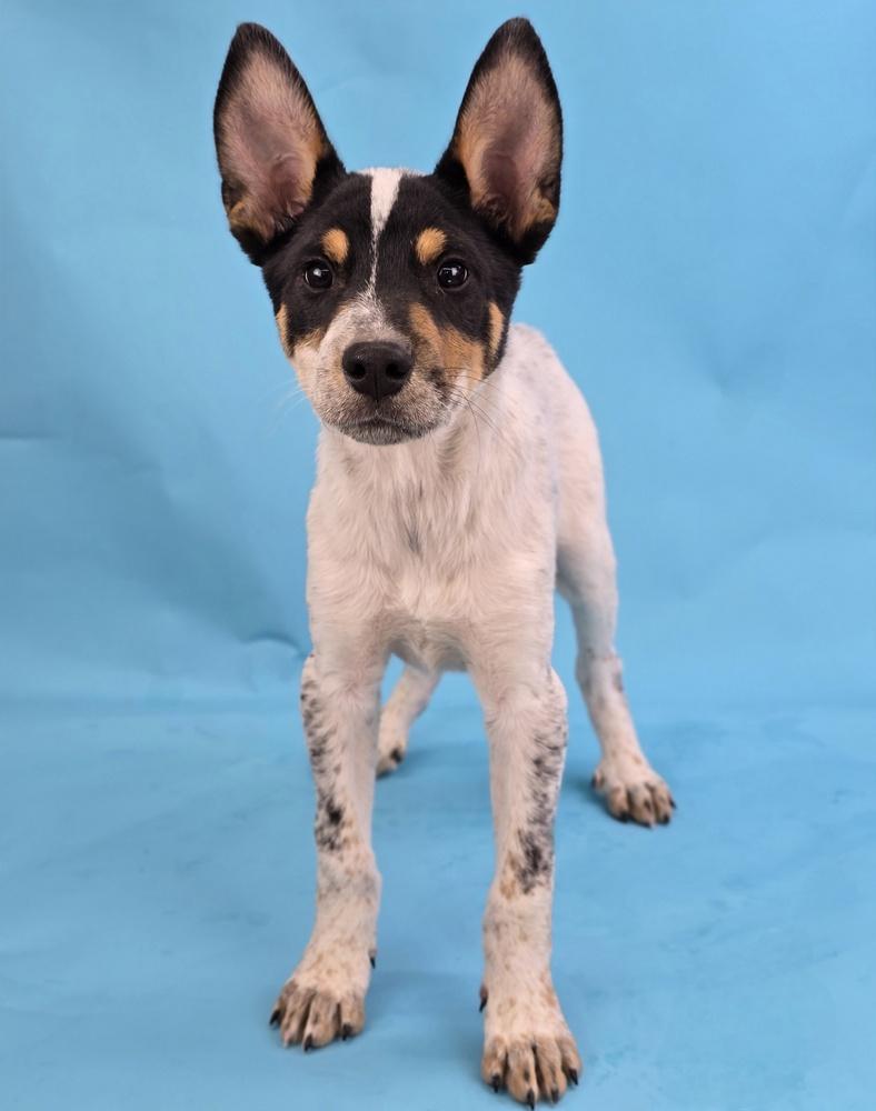 Houston, a Adoptable mixed breed in Sedalia, CO image 3/5