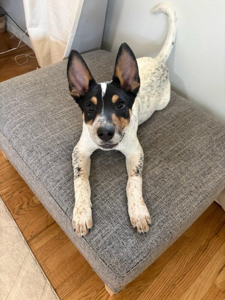 Enlarge Houston, a Adoptable mixed breed in Sedalia, CO image 3/6