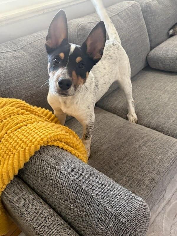 Enlarge Houston, a Adoptable mixed breed in Sedalia, CO image 4/6