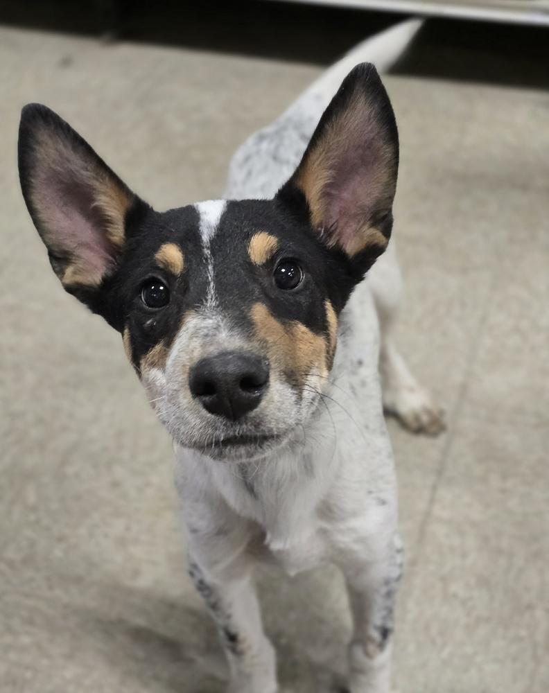 Enlarge Houston, a Adoptable mixed breed in Sedalia, CO image 5/6