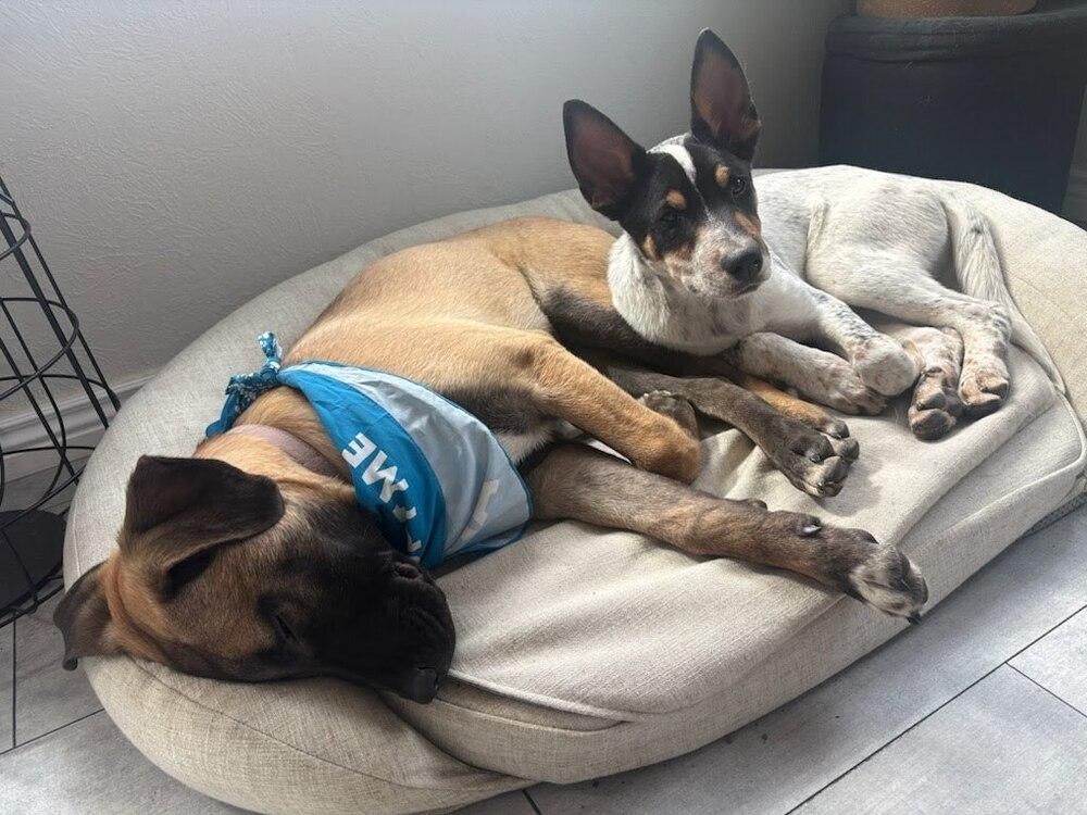 Enlarge Houston, a Adoptable mixed breed in Sedalia, CO image 6/6