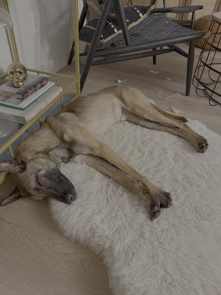 Enlarge Maverick - located in SD, a Adoptable Belgian Shepherd / Malinois in Fargo, ND image 1/5