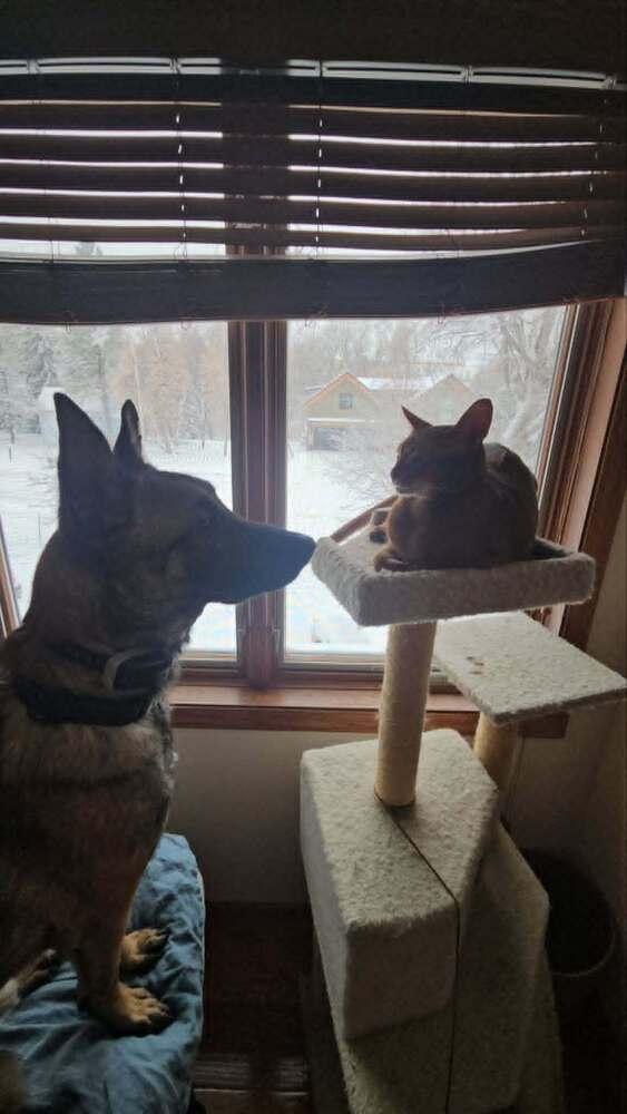 Maverick - located in SD, a Adoptable Belgian Shepherd / Malinois in Imlay City, MI image 1/6