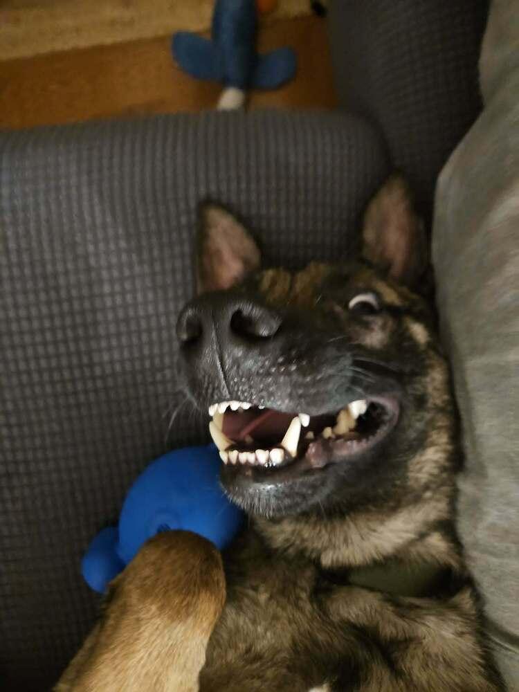 Maverick - located in SD, a Adoptable Belgian Shepherd / Malinois in Imlay City, MI image 3/6