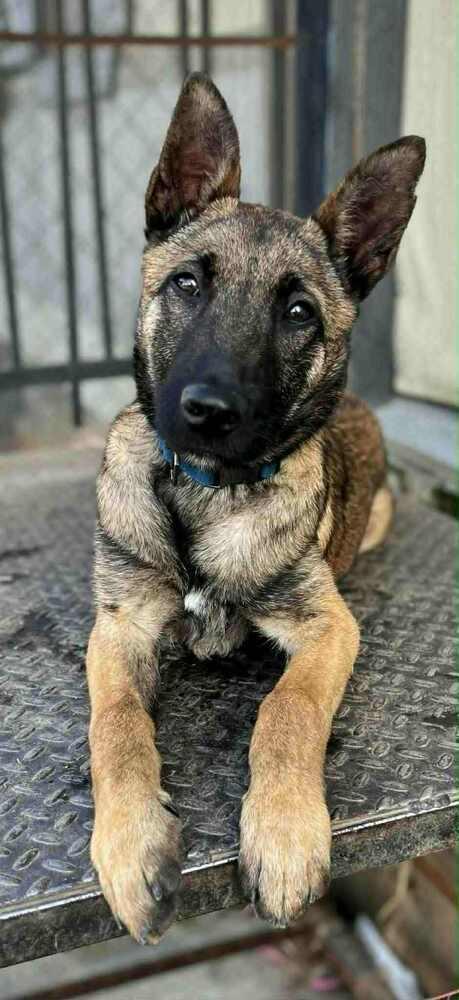 Maverick - located in SD, a Adoptable Belgian Shepherd / Malinois in Imlay City, MI image 4/6