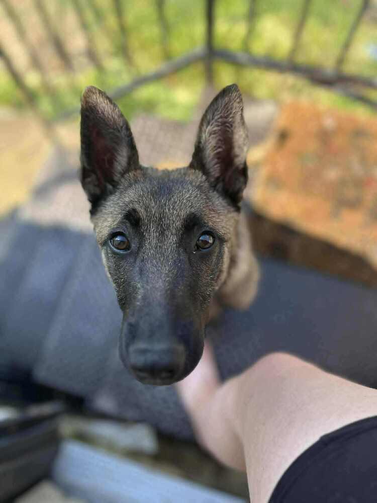 Maverick  Located In thumbnail 5