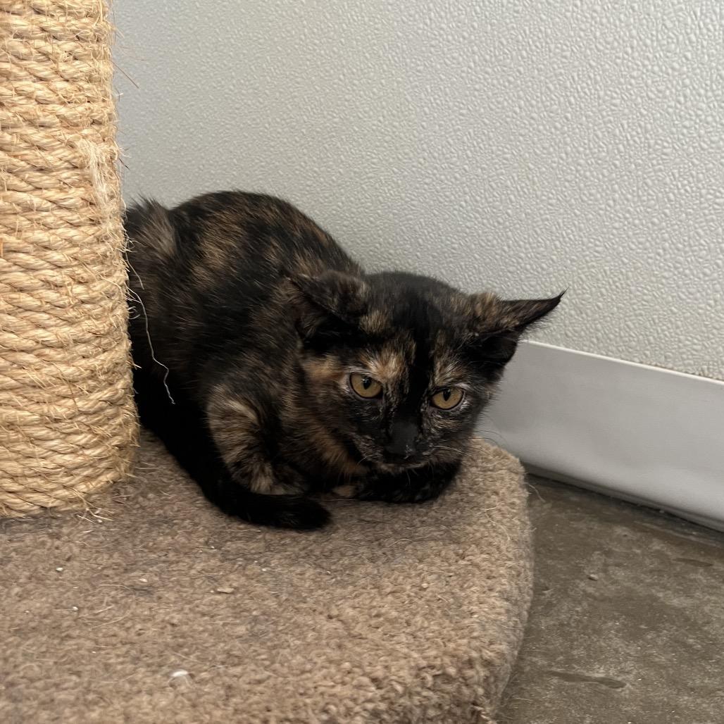 Enlarge Wren, a Adoptable Domestic Short Hair in Rock Falls, IL image 1/1