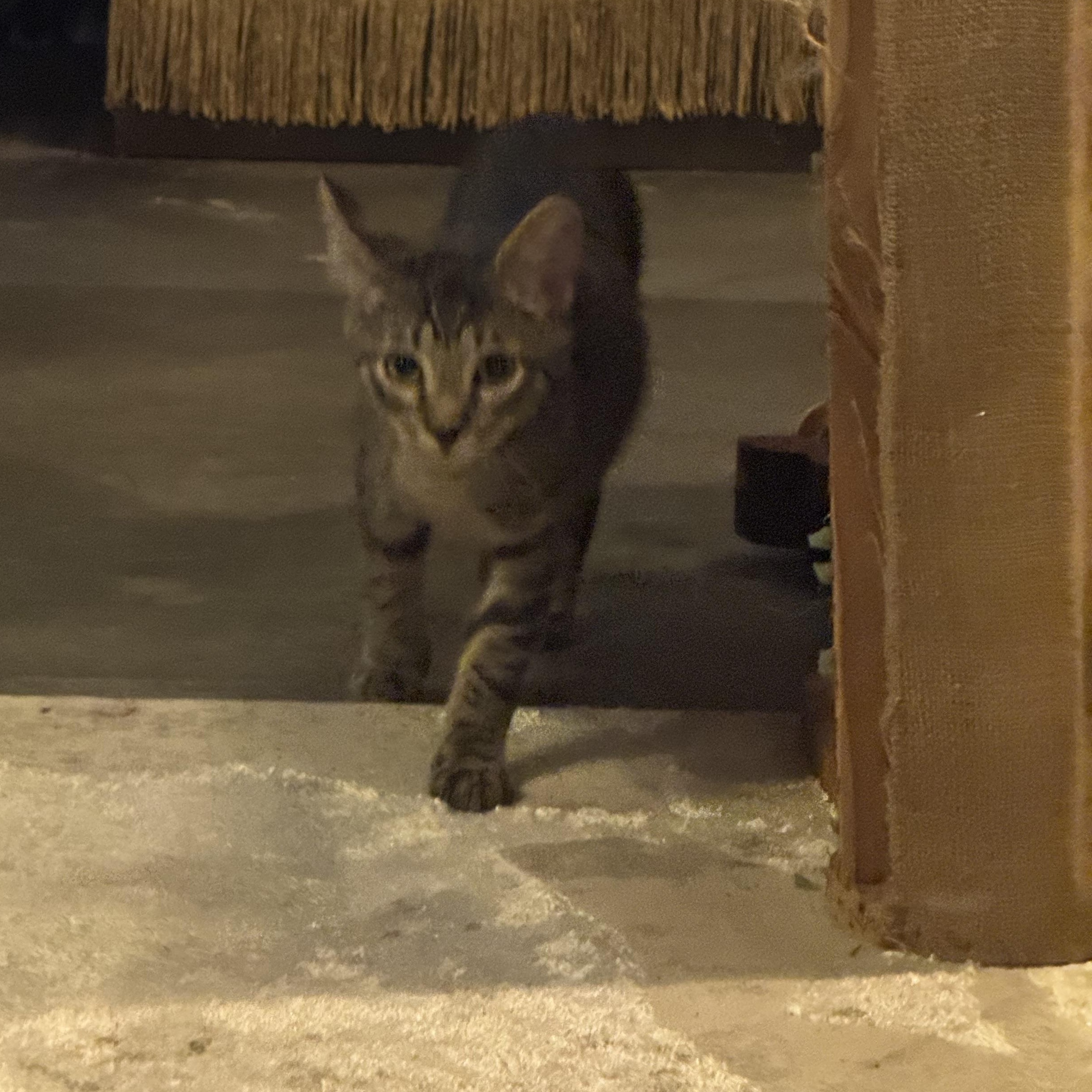 Enlarge Tarsney the Tank, see his story, a Adoptable Domestic Short Hair in Lees Summit, MO image 2/3