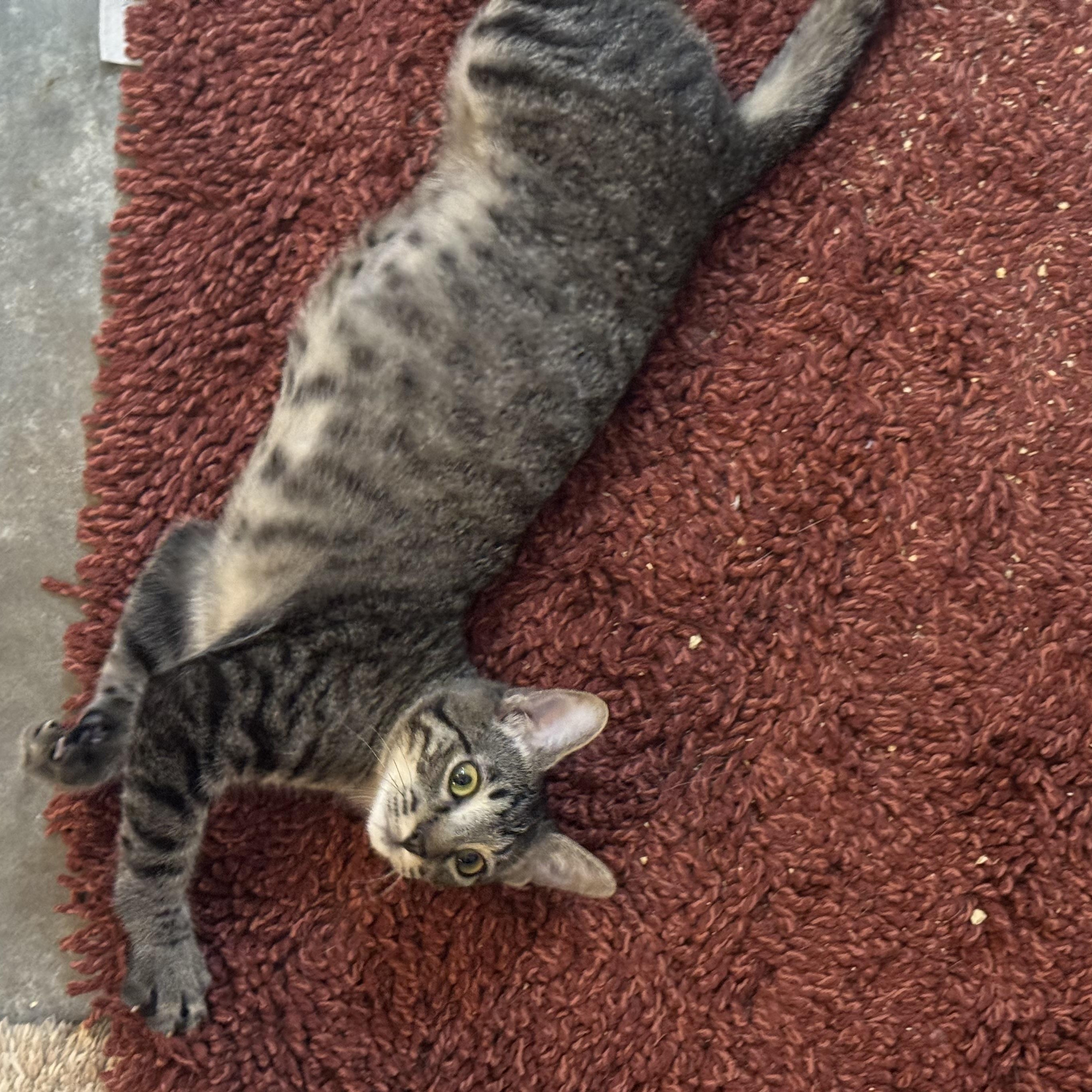 Tarsney the Tank, see his story, Adoptable, Kitten Male Domestic Short Hair.