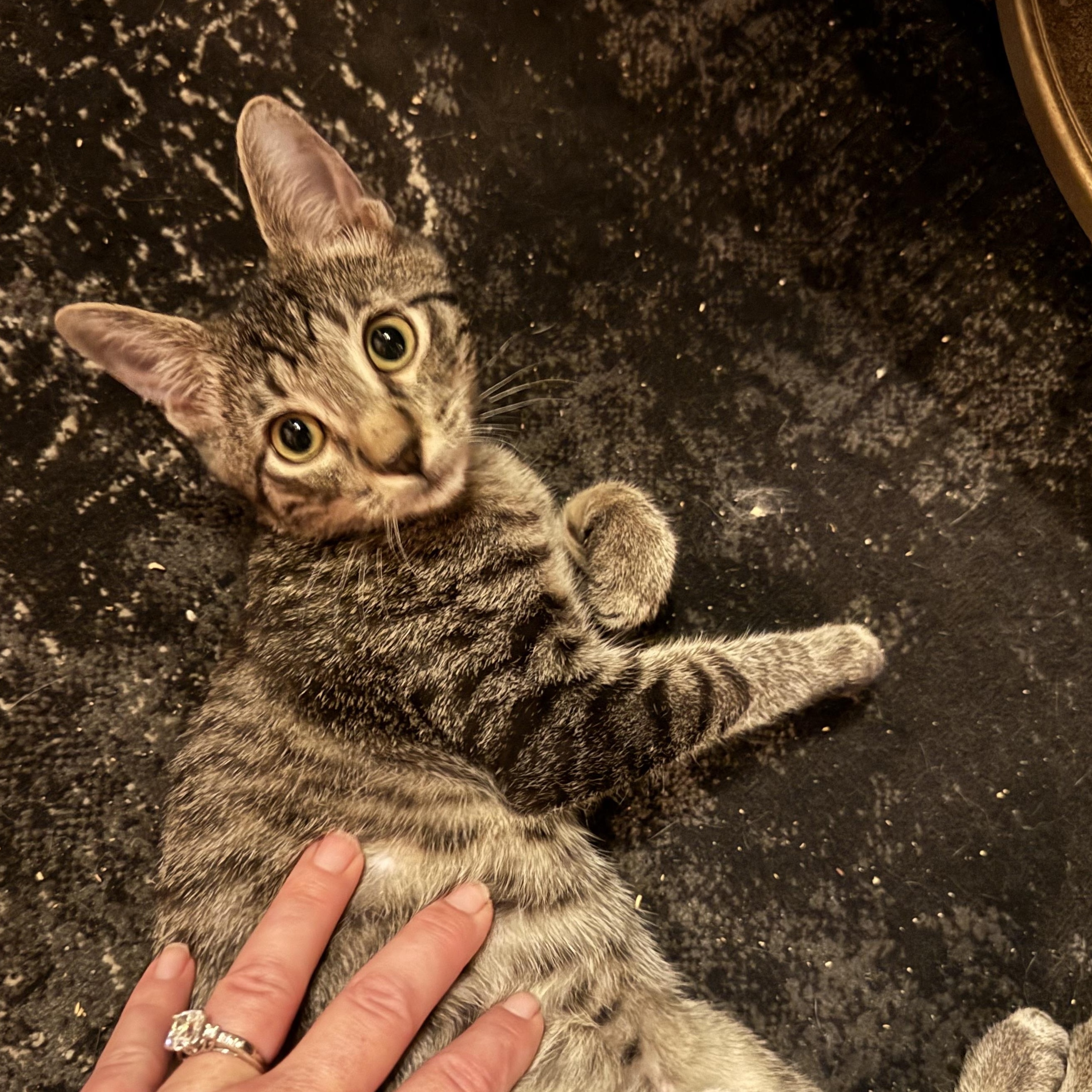 Enlarge Tarsney the Tank, see his story, a Adoptable Domestic Short Hair in Lees Summit, MO image 3/3