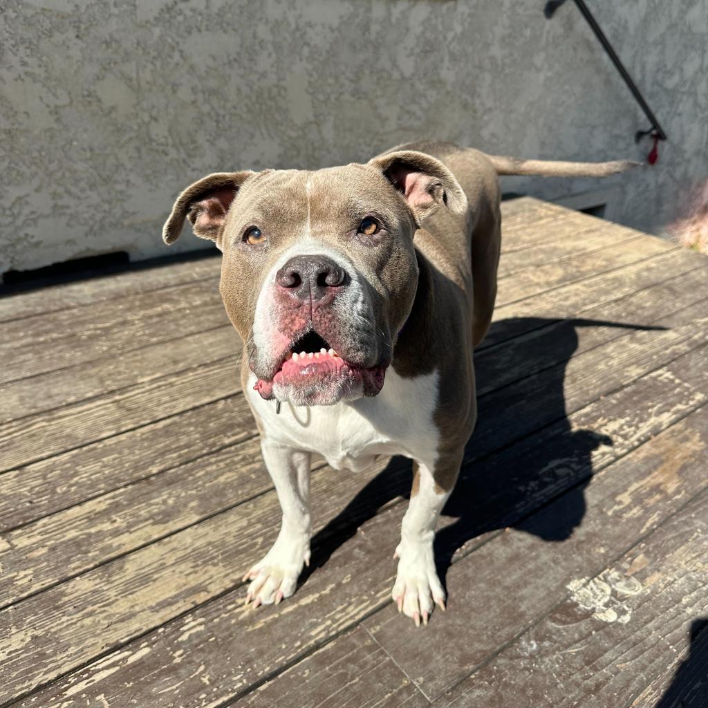 Rocco, a Adoptable American Staffordshire Terrier in Los Angeles, CA image 1/5