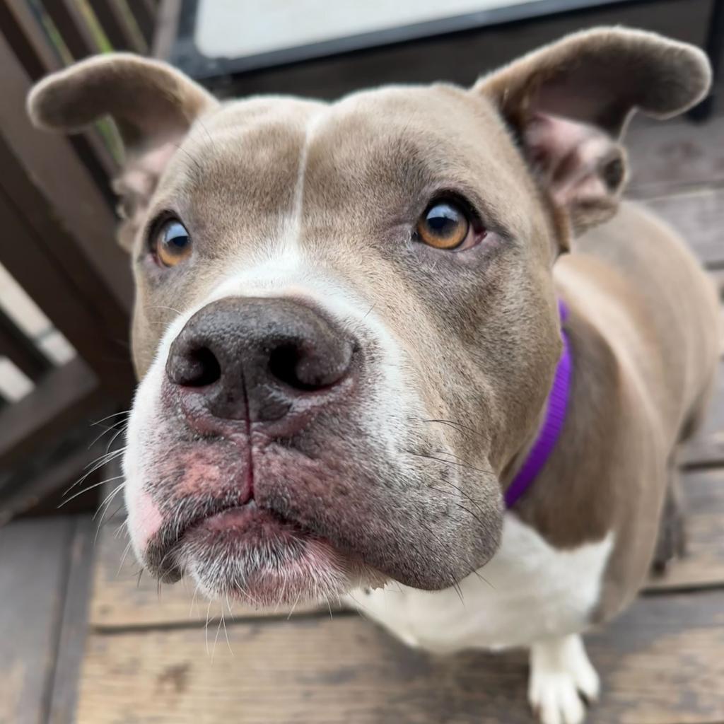 Rocco, a Adoptable American Staffordshire Terrier in Los Angeles, CA image 5/5