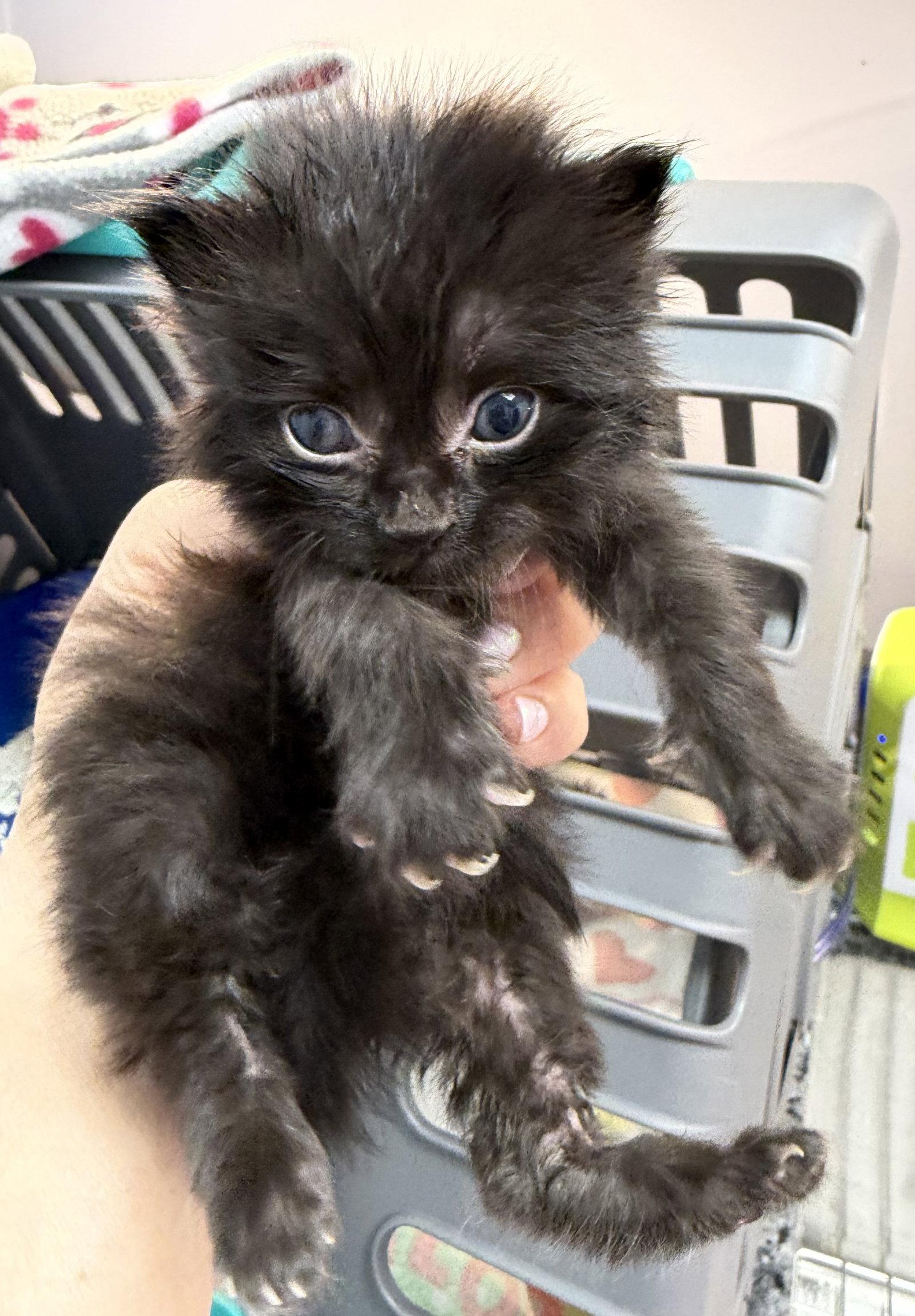 Cerveza, Adopted, Kitten Male Domestic Short Hair.