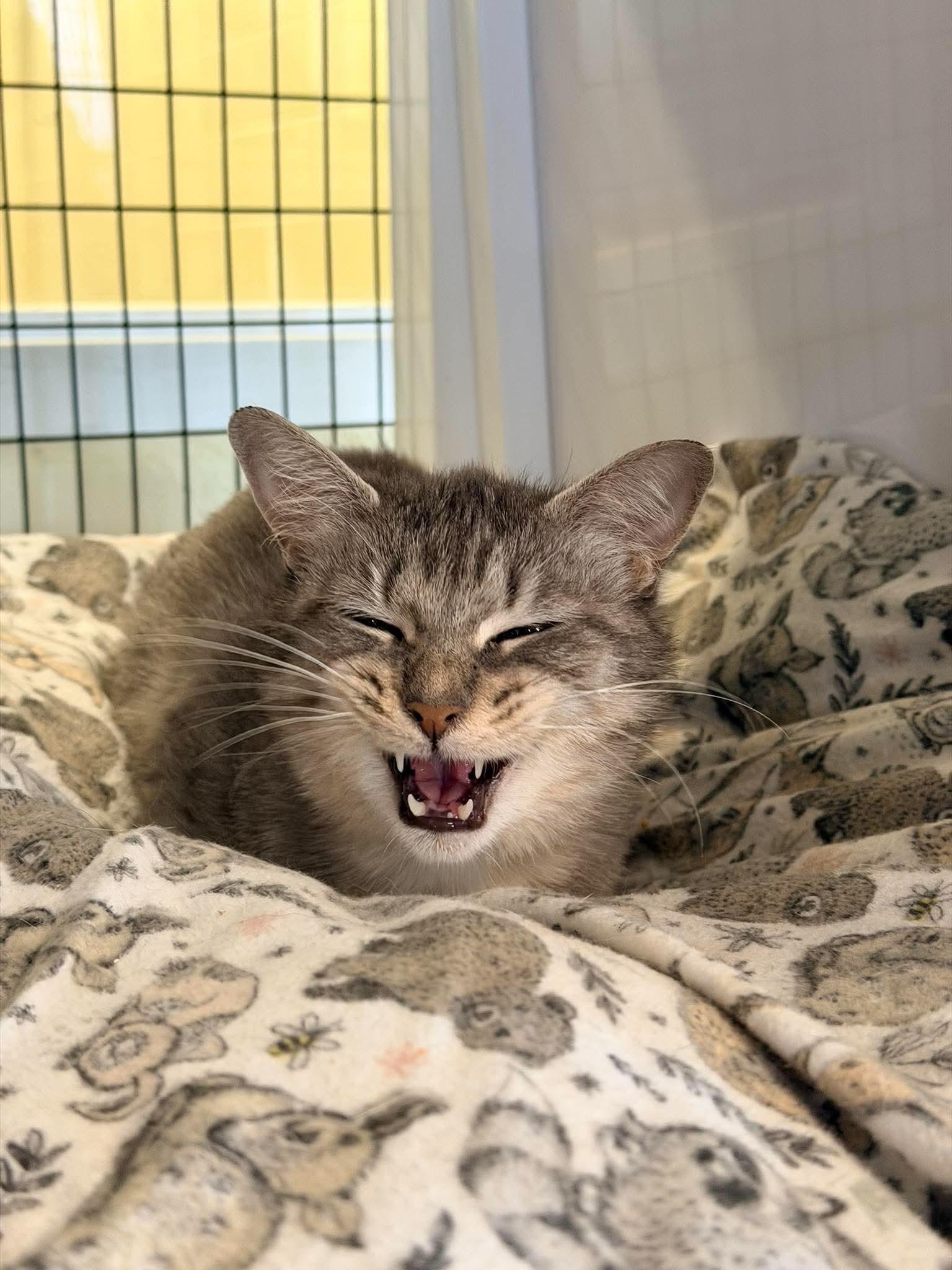 Enlarge Jackie, a ADOPTABLE Domestic Short Hair in Ionia, MI image 4/4