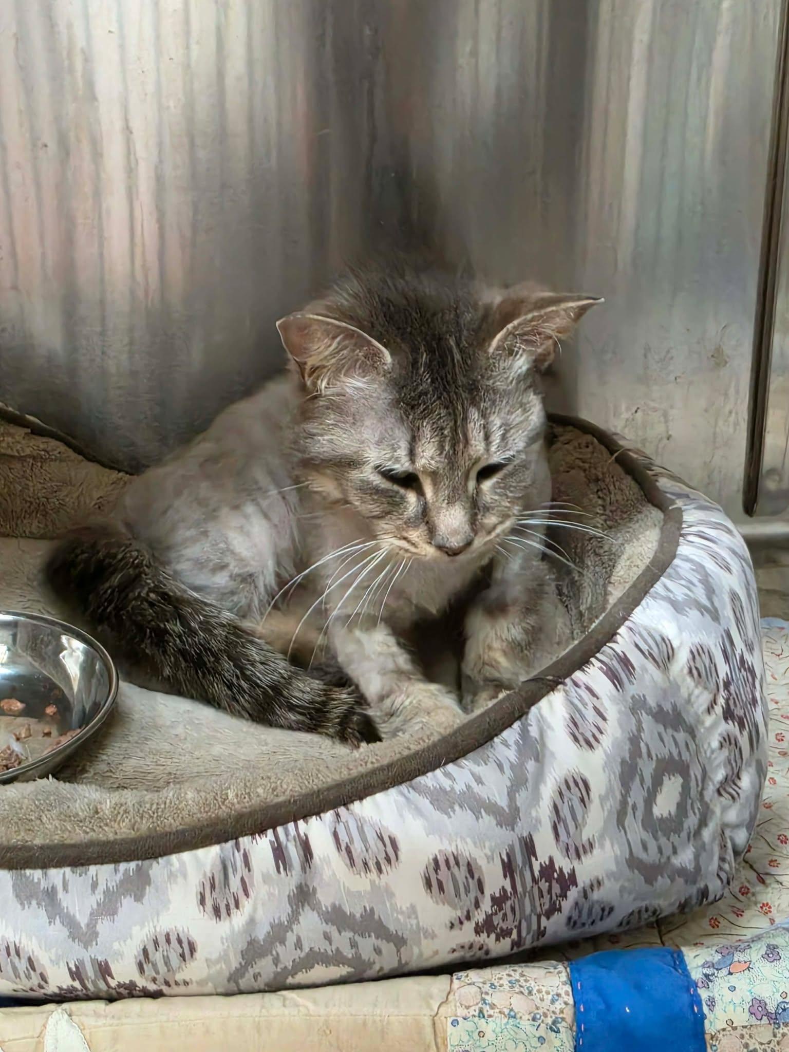 Enlarge Jackie, a ADOPTABLE Domestic Short Hair in Ionia, MI image 4/5