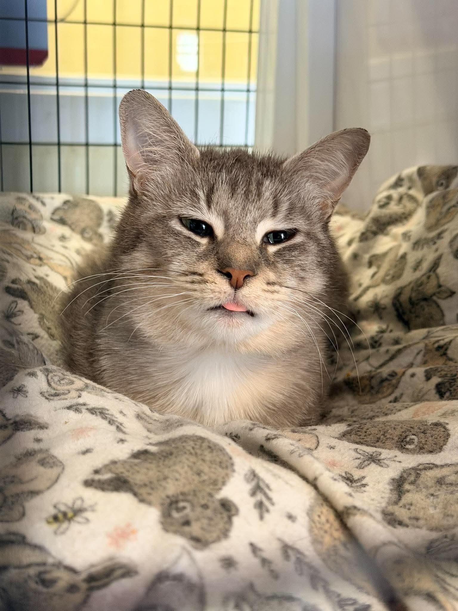 Enlarge Jackie, a ADOPTABLE Domestic Short Hair in Ionia, MI image 1/4