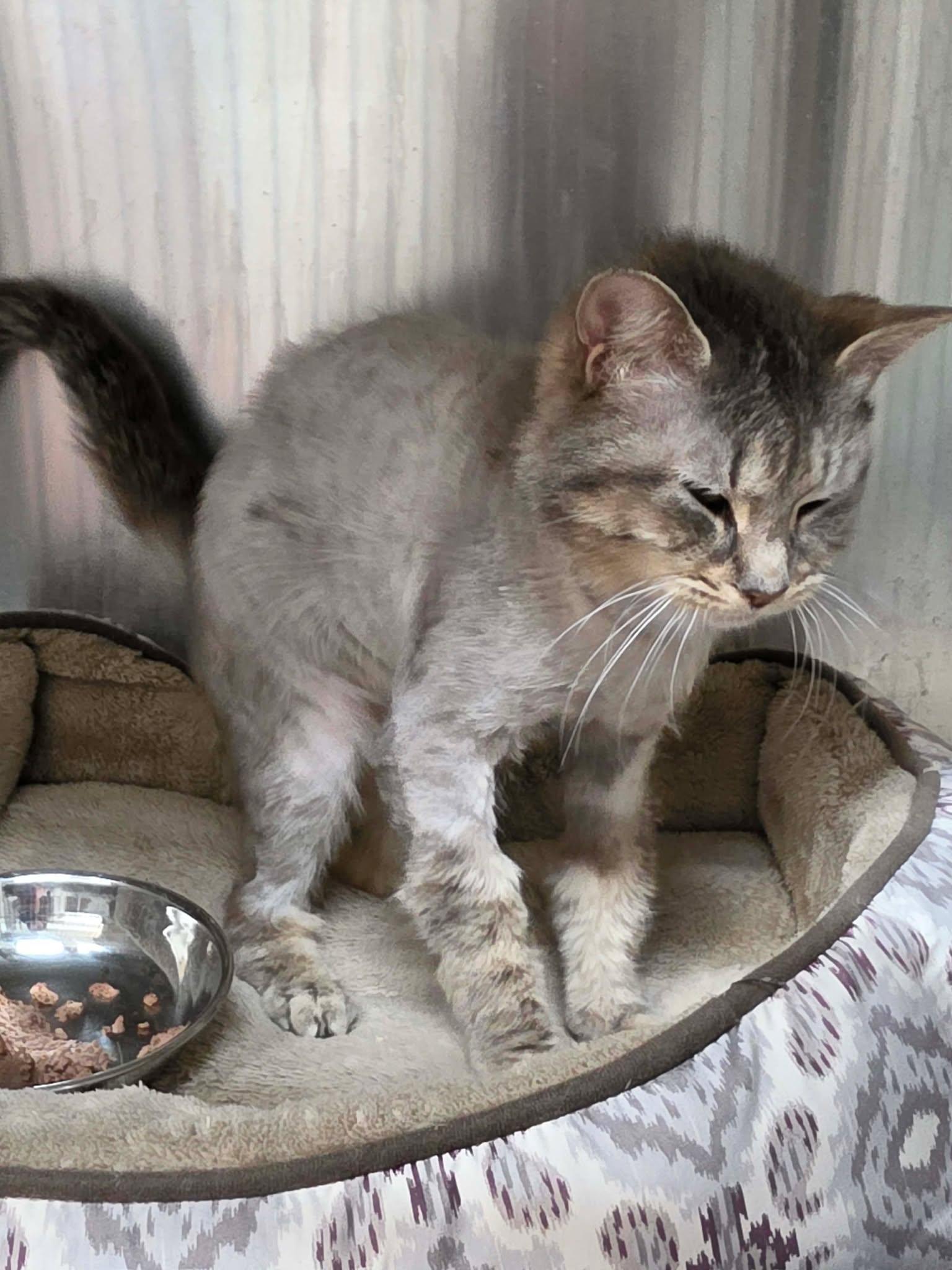 Enlarge Jackie, a ADOPTABLE Domestic Short Hair in Ionia, MI image 2/5