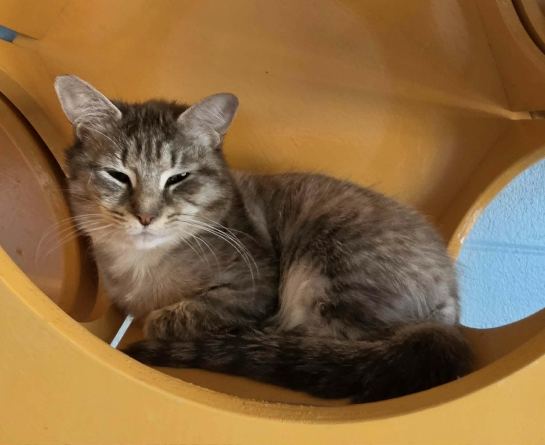 Enlarge Jackie, a ADOPTABLE Domestic Short Hair in Ionia, MI image 1/5