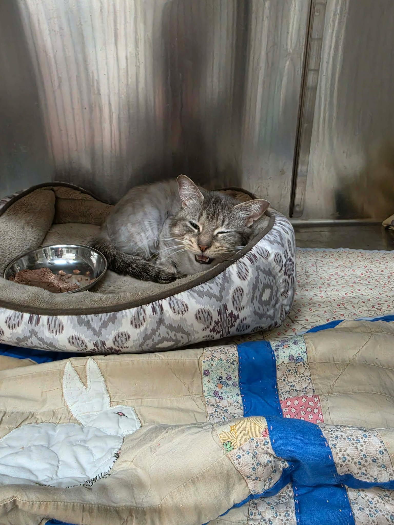 Enlarge Jackie, a ADOPTABLE Domestic Short Hair in Ionia, MI image 3/5