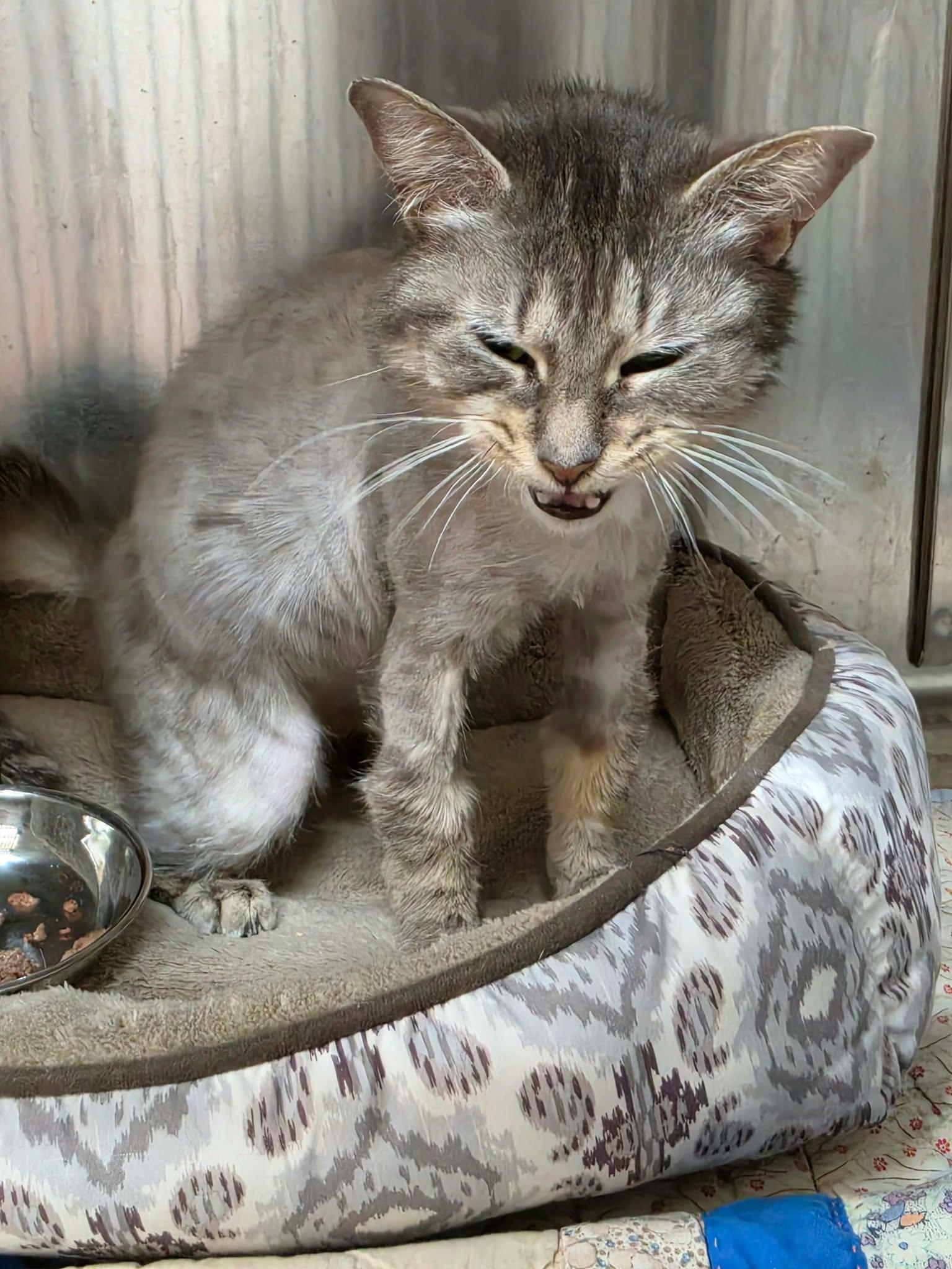 Enlarge Jackie, a ADOPTABLE Domestic Short Hair in Ionia, MI image 5/5